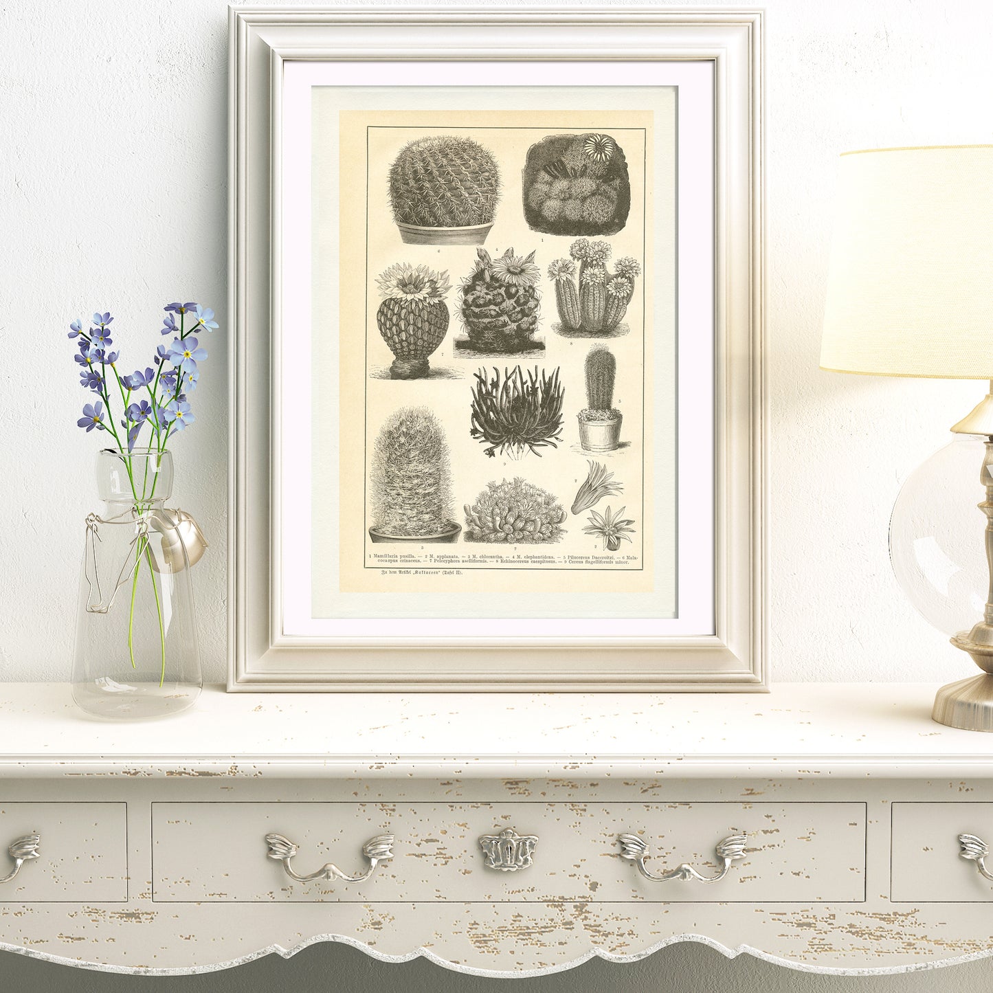 1890 Antique Cactus Botanical Print in German