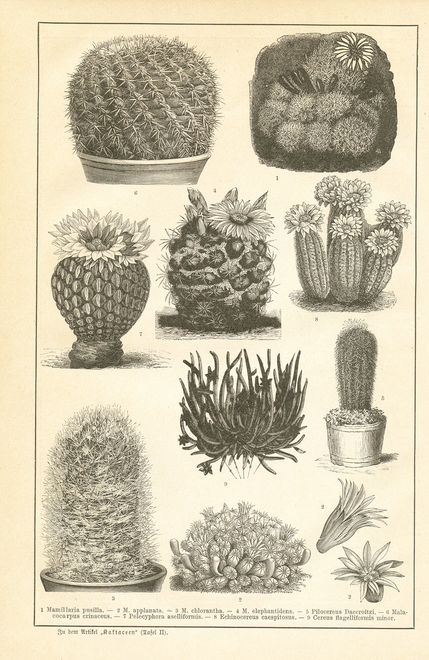 1890 Antique Cactus Botanical Print in German
