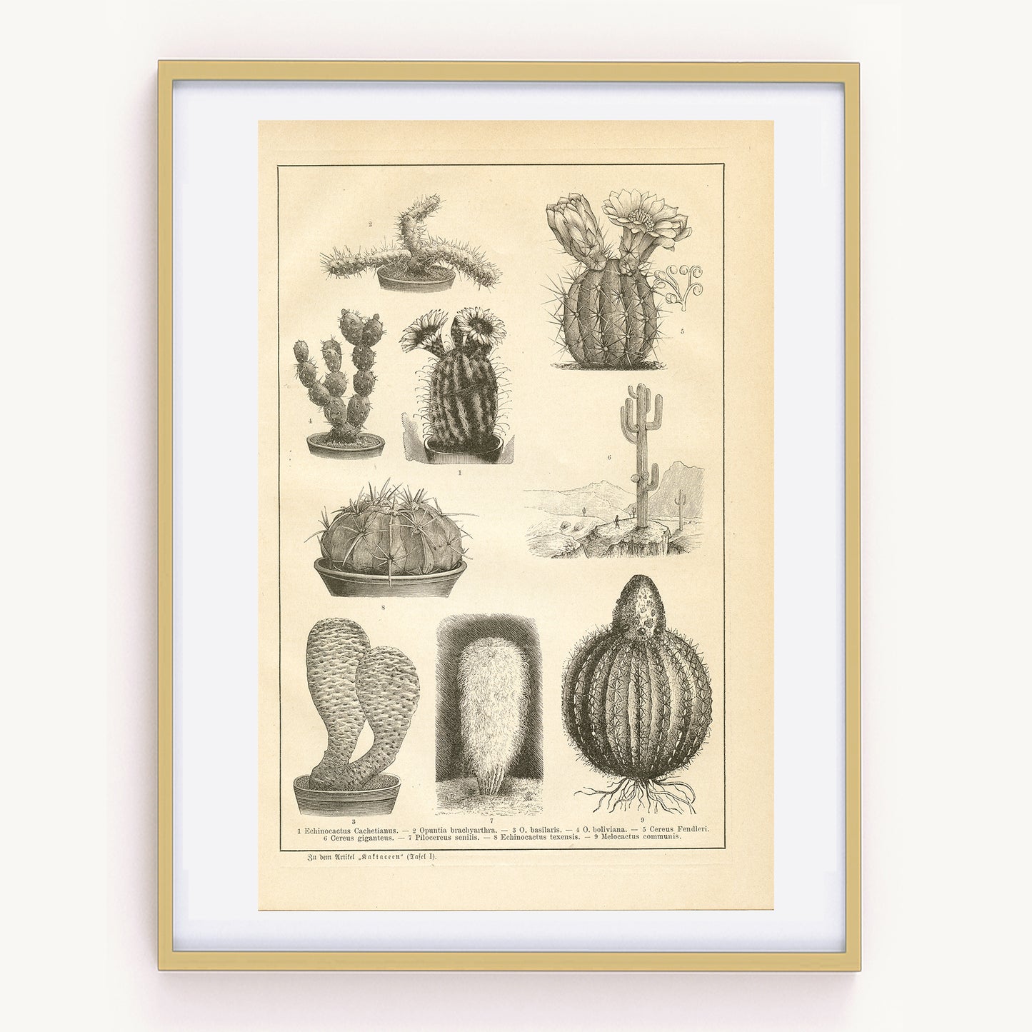 1890 Antique Cactus Botanical Print in German