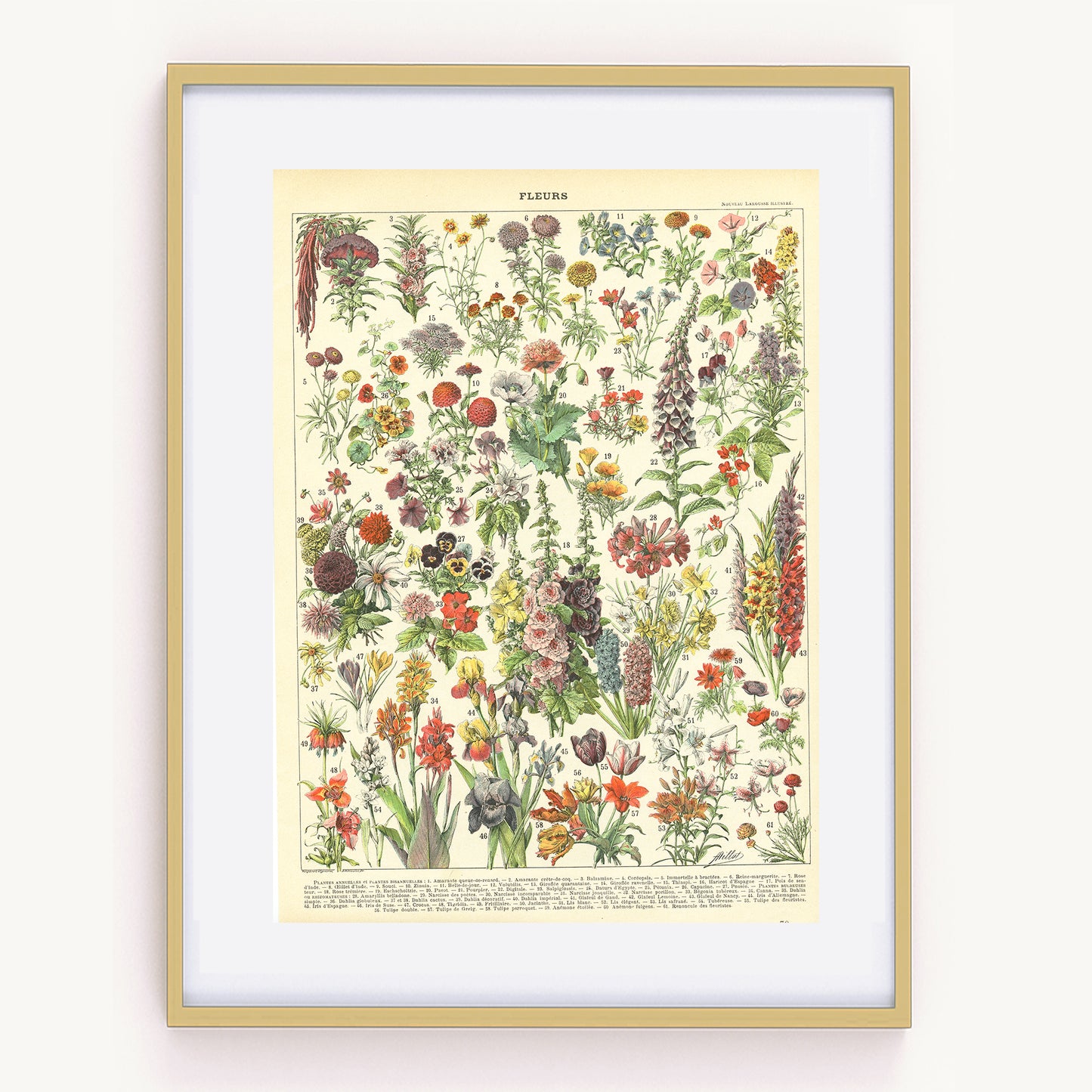 1897 Antique Annual & Perennial Flowers Print