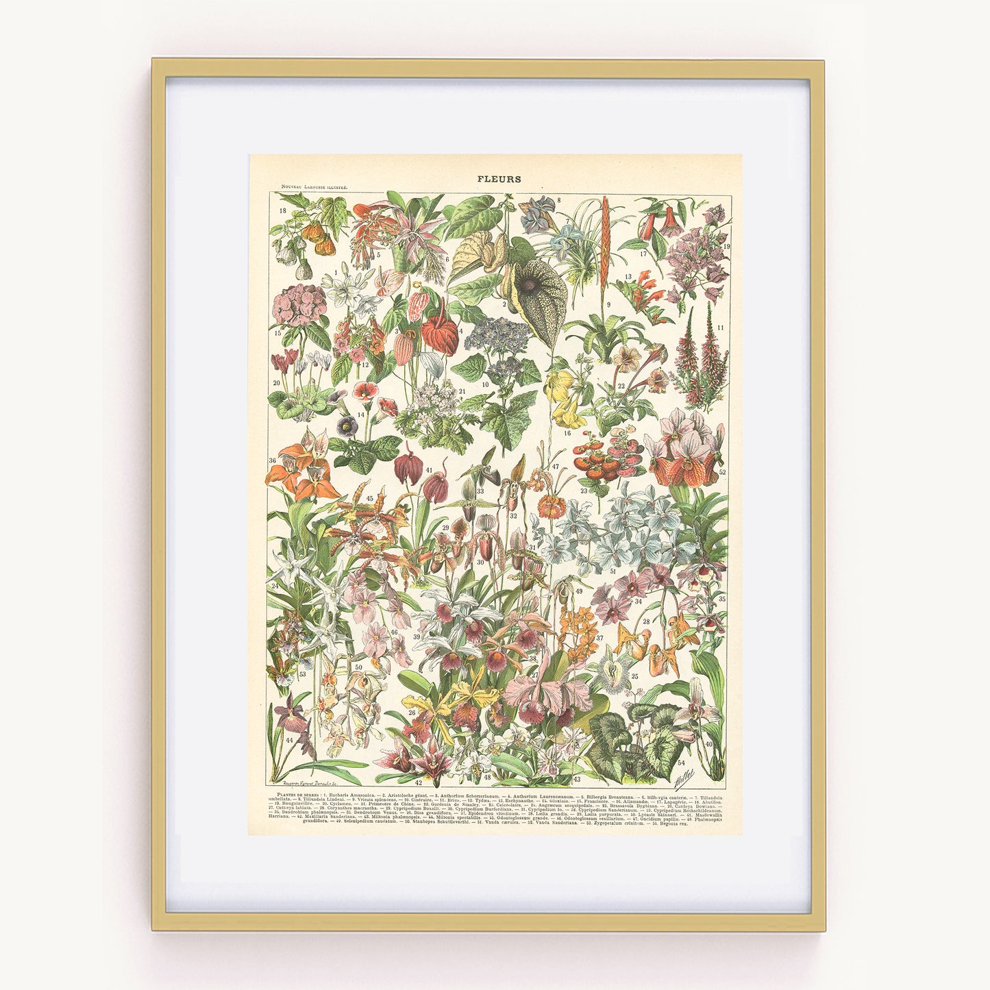 1897 Antique Exotic & Trees/Bushes Flowers Botanical Print