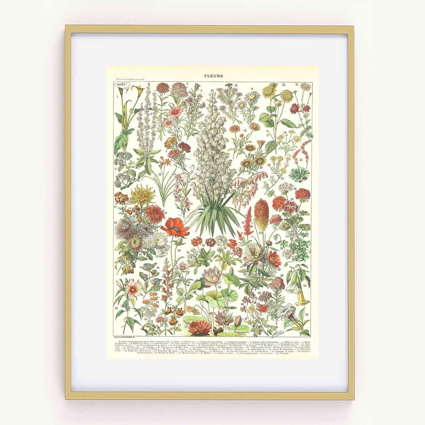 1897 Antique Annual & Perennial Flowers Print