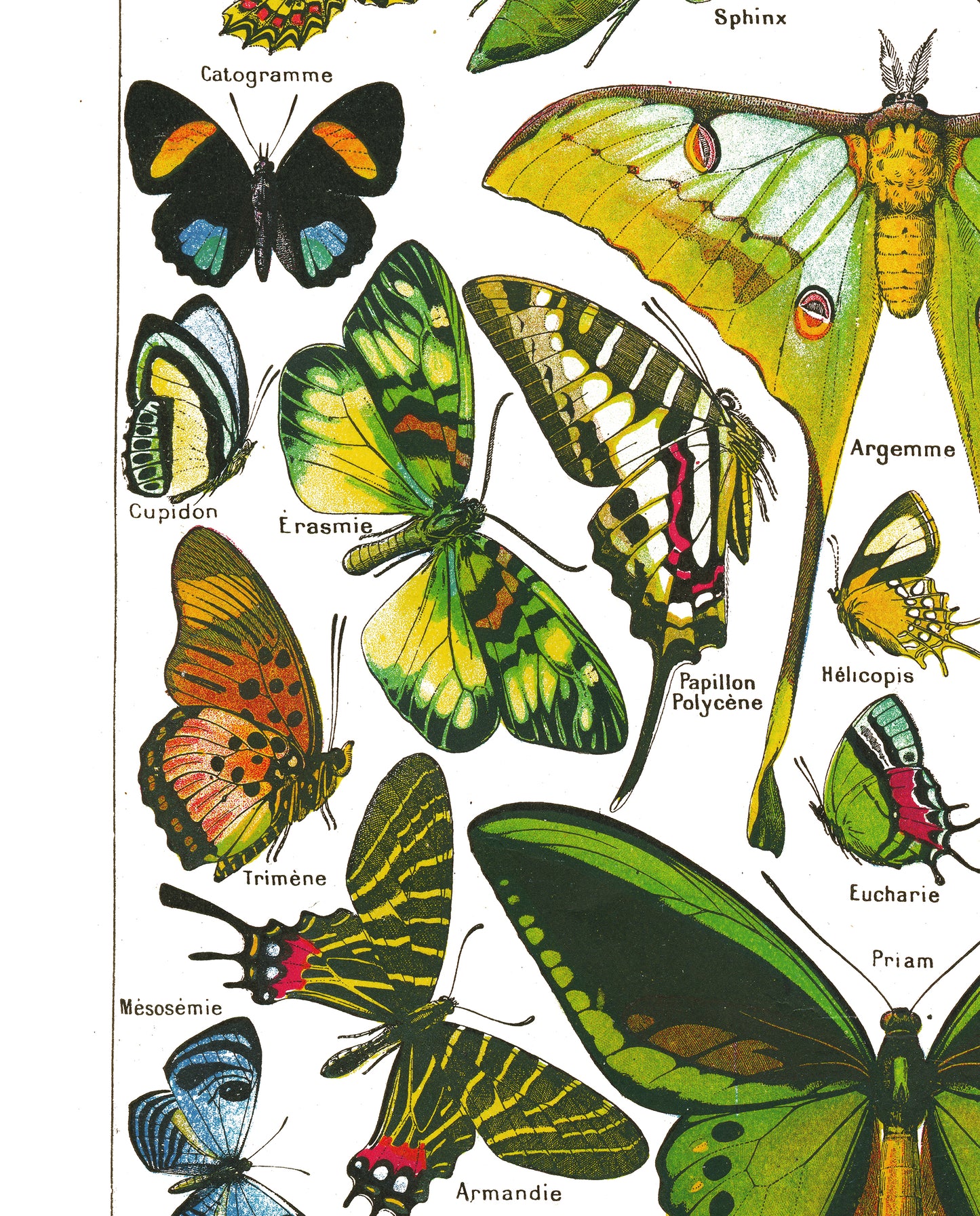 Large Butterflies & moths natural history print by Adolphe Millot