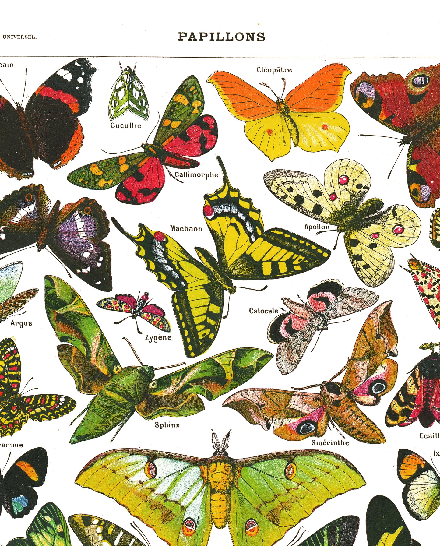 Large Butterflies & moths natural history print by Adolphe Millot