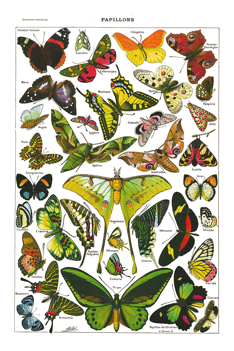 Large Butterflies & moths natural history print by Adolphe Millot