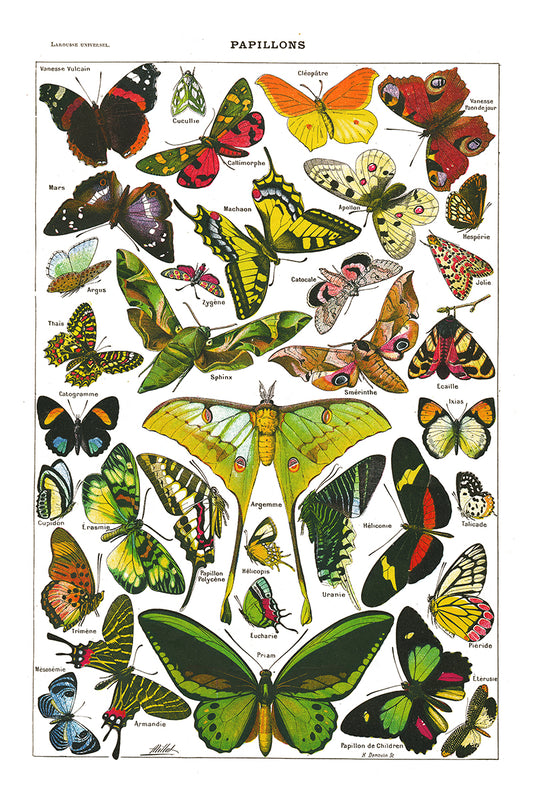 Large Butterflies & moths natural history print by Adolphe Millot