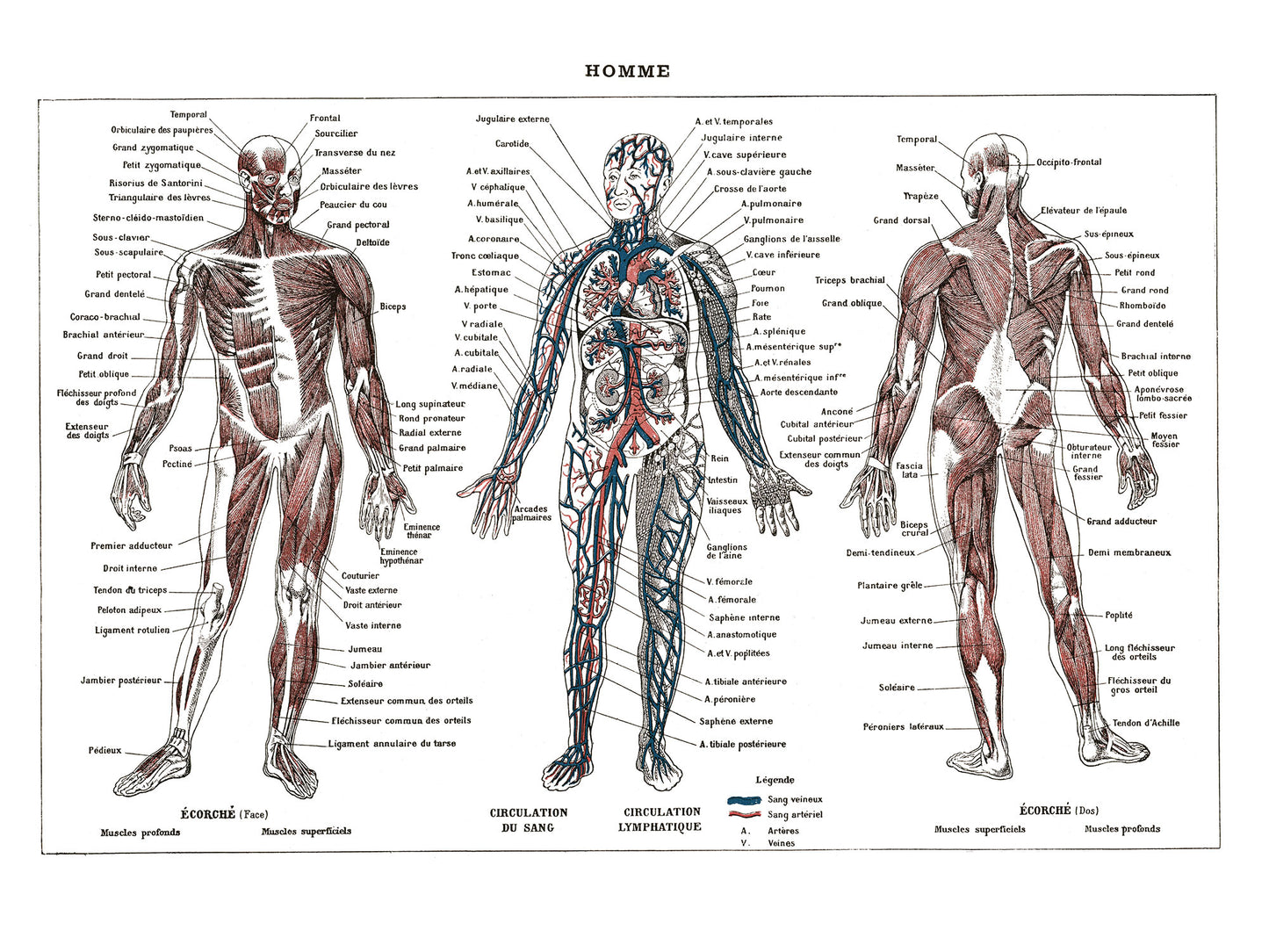 Large Human Anatomy Poster - White background