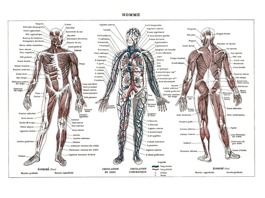 Large Human Anatomy Poster - White background
