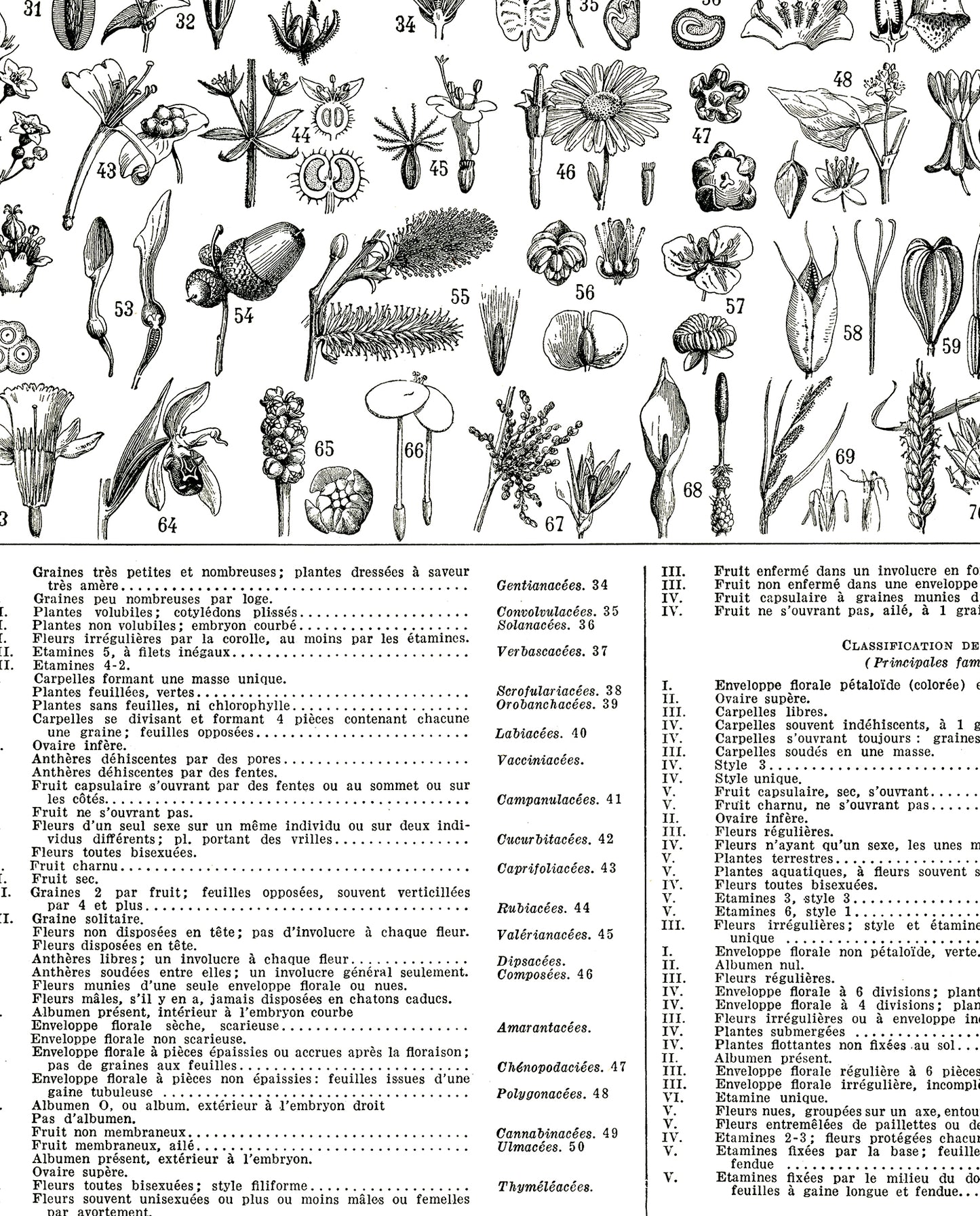 Large black and white plants botanical poster