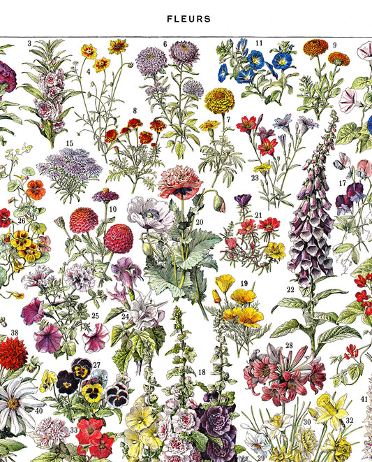 Annual and bi-annual flowers botanical poster chart by Adolphe Millot
