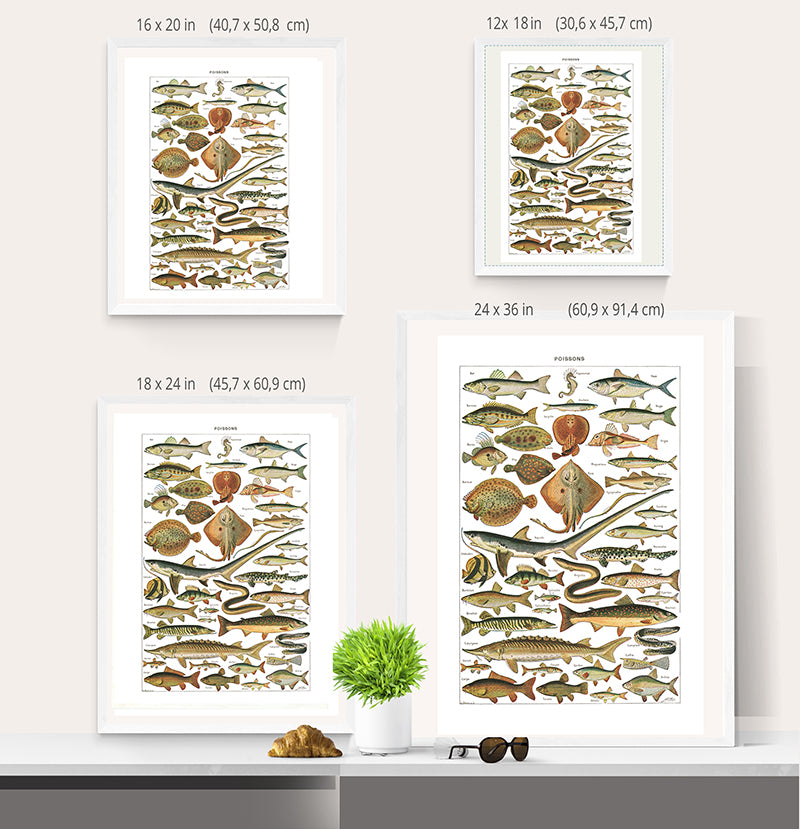Large Fish Species Chart Poster by Adolphe Millot
