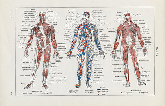 1948 Small Human Anatomy Print