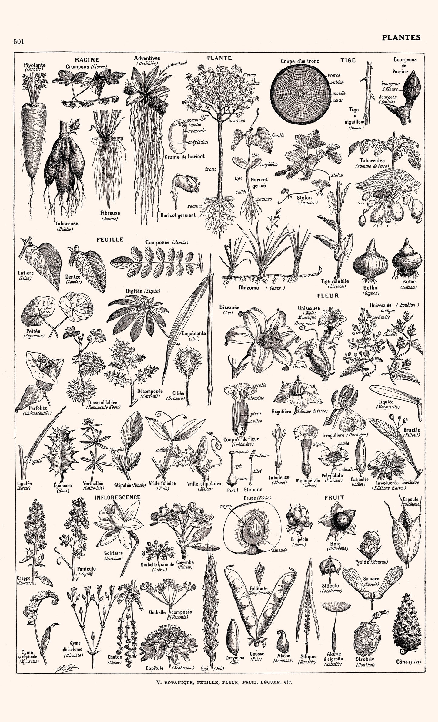Large Scientific Botanical Plants Poster