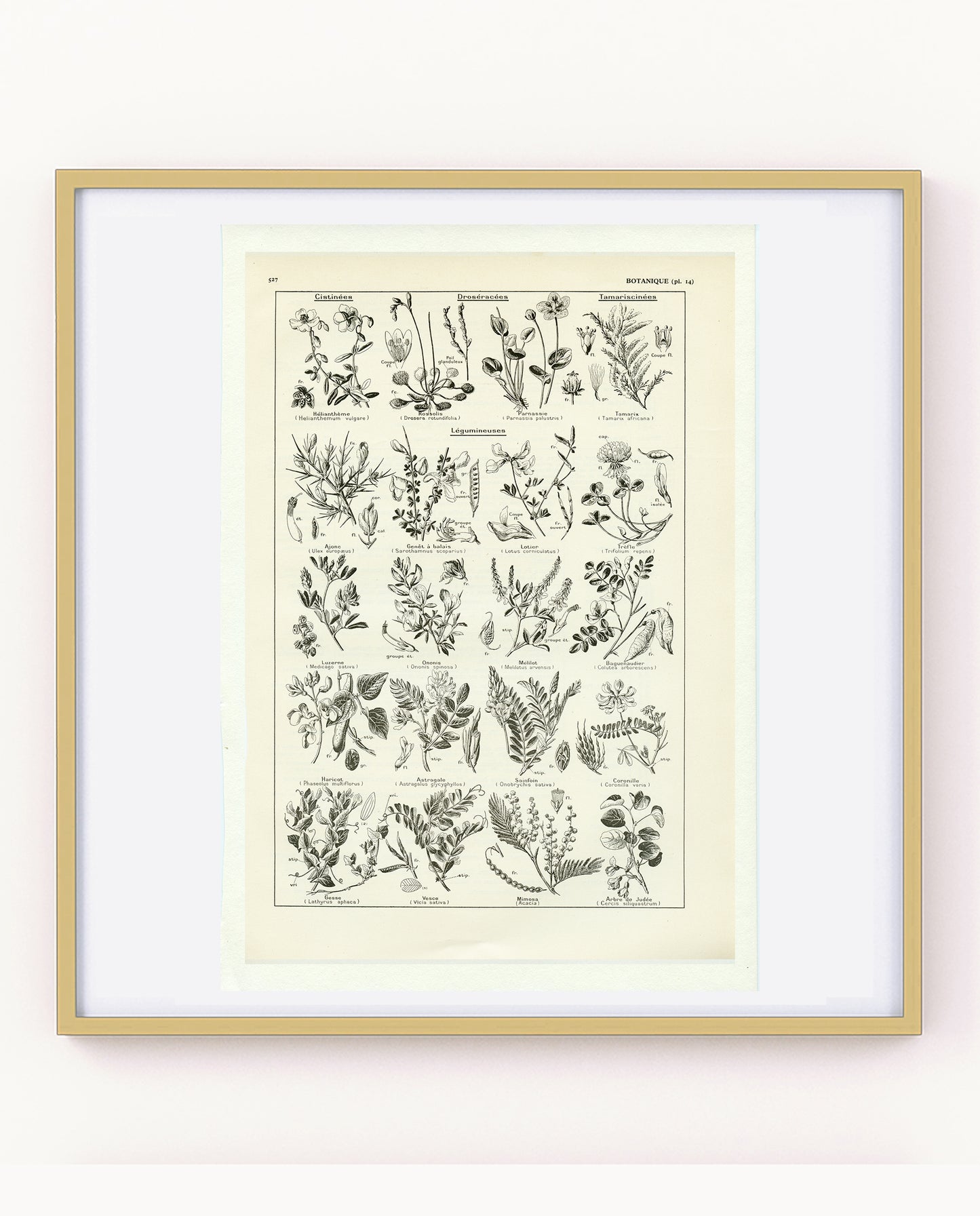 Grande Affiche Botanique de Légumineuses