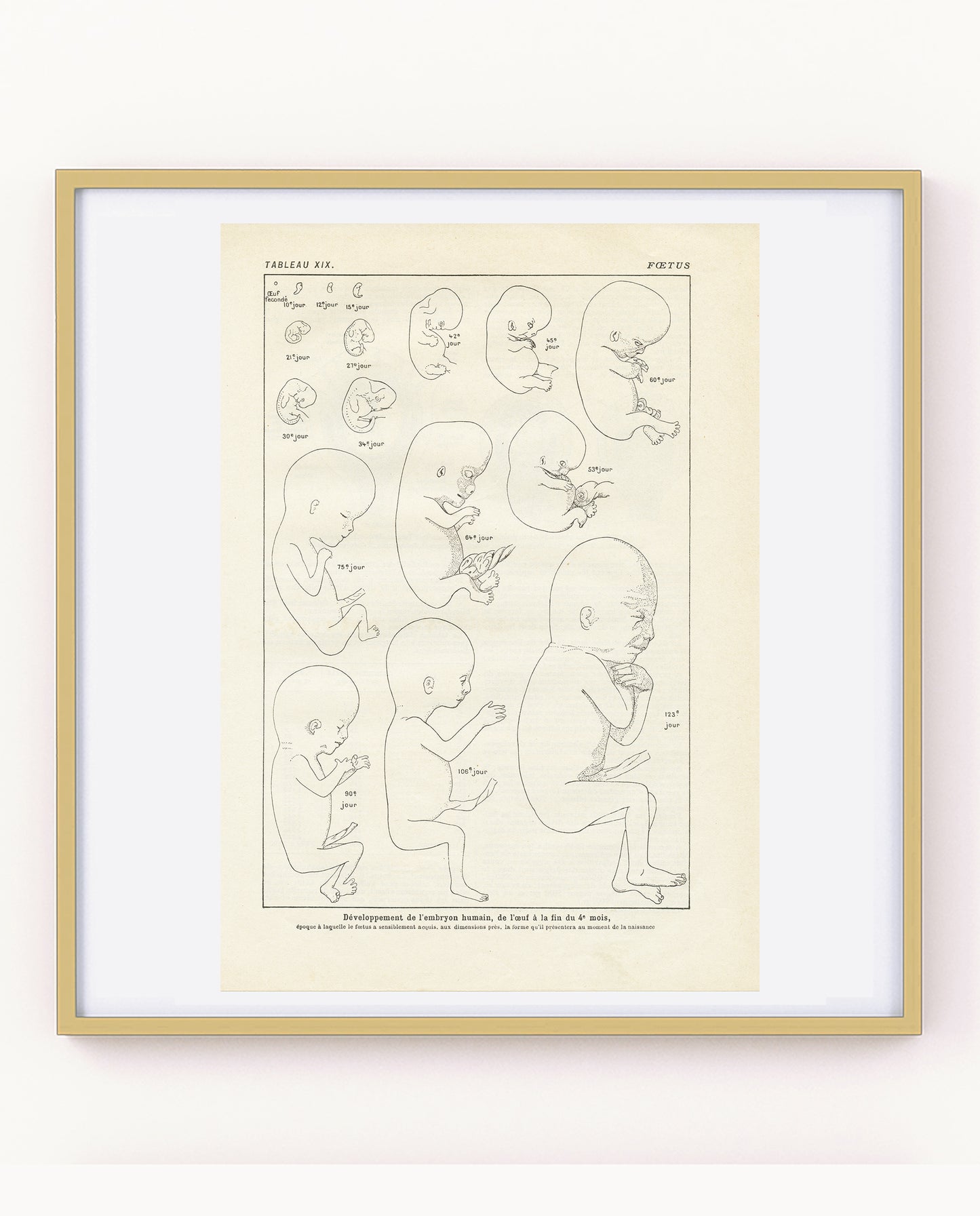 Vintage foetus anatomy poster