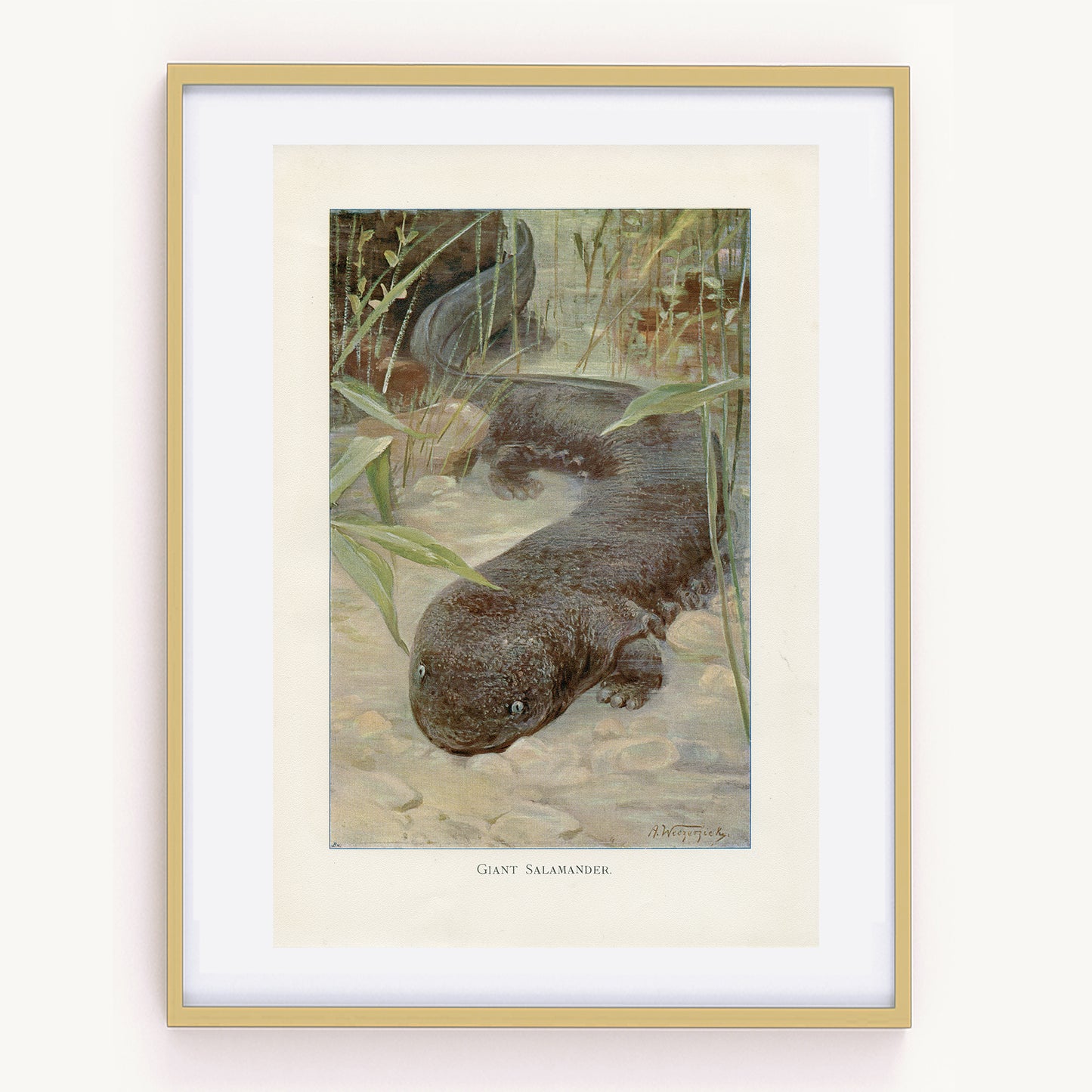 1916 Giant Salamander Print by A. Weczerzick