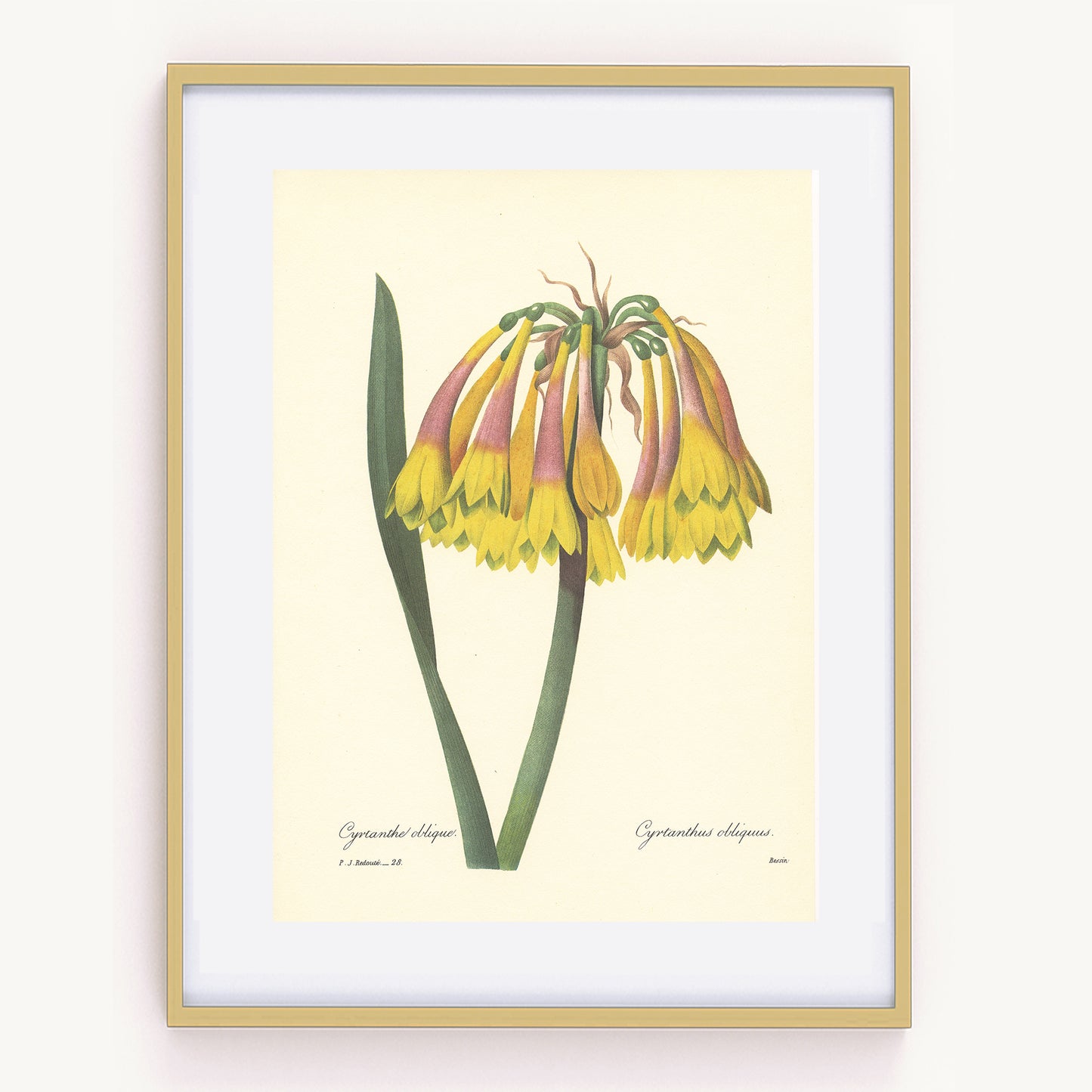 Redouté Cyrtanthus obliquus Knysna lily botanical print