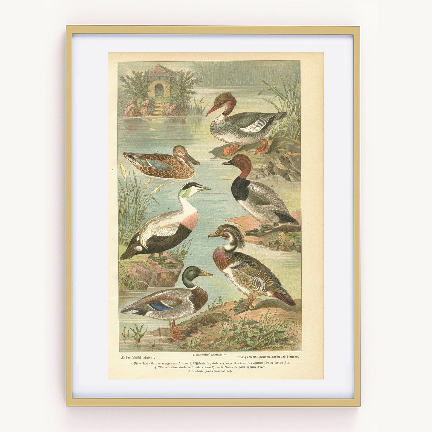 1890 Gravure ancienne de canard