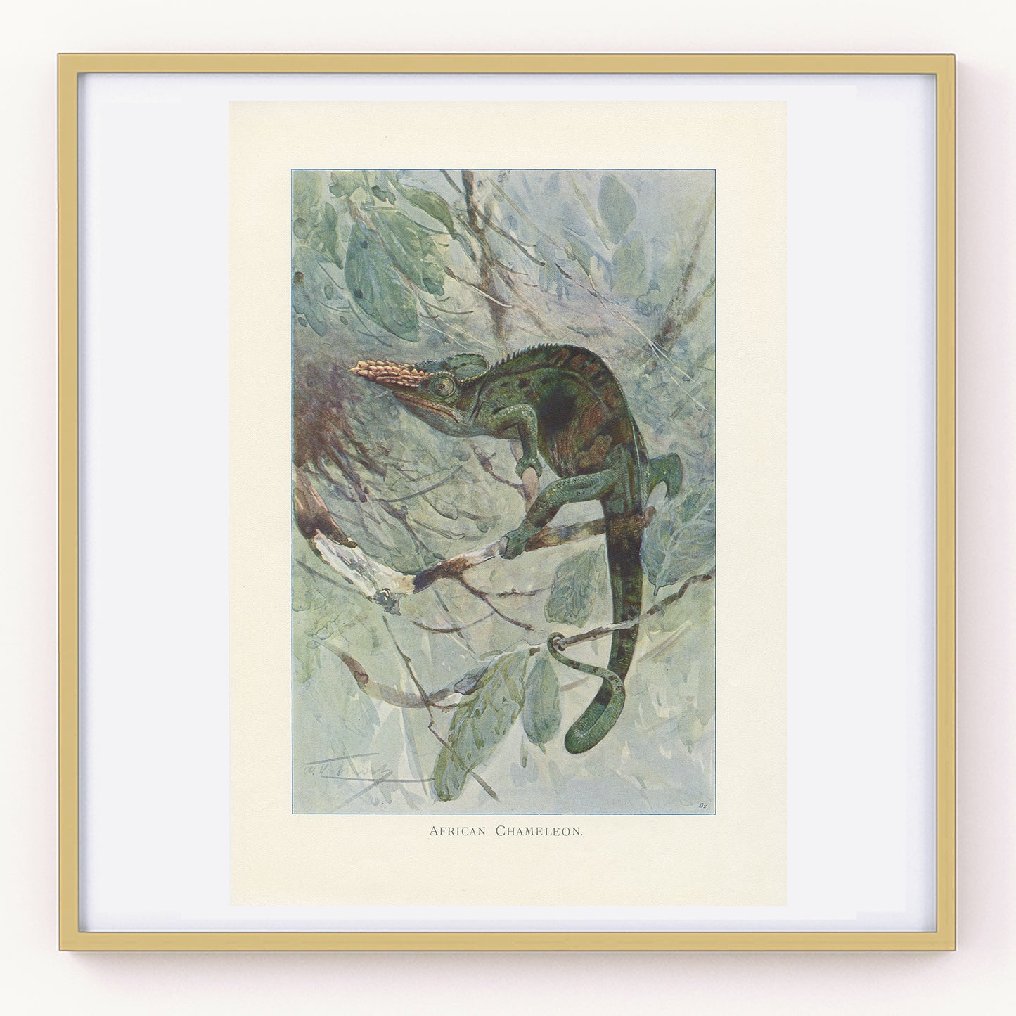 1916 African Chameleon Antique Print
