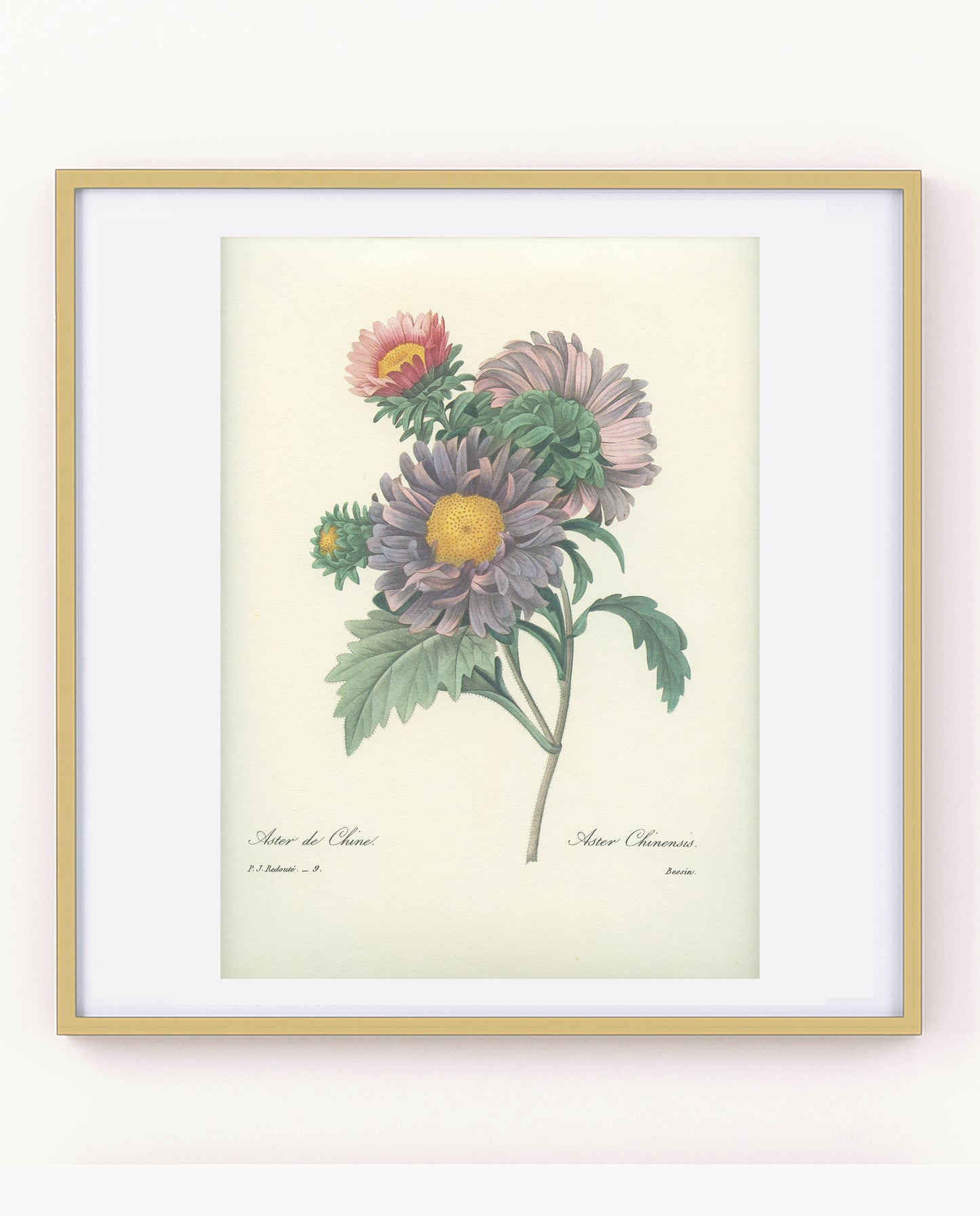 1986 Vintage China Aster Botanical Print by Redouté