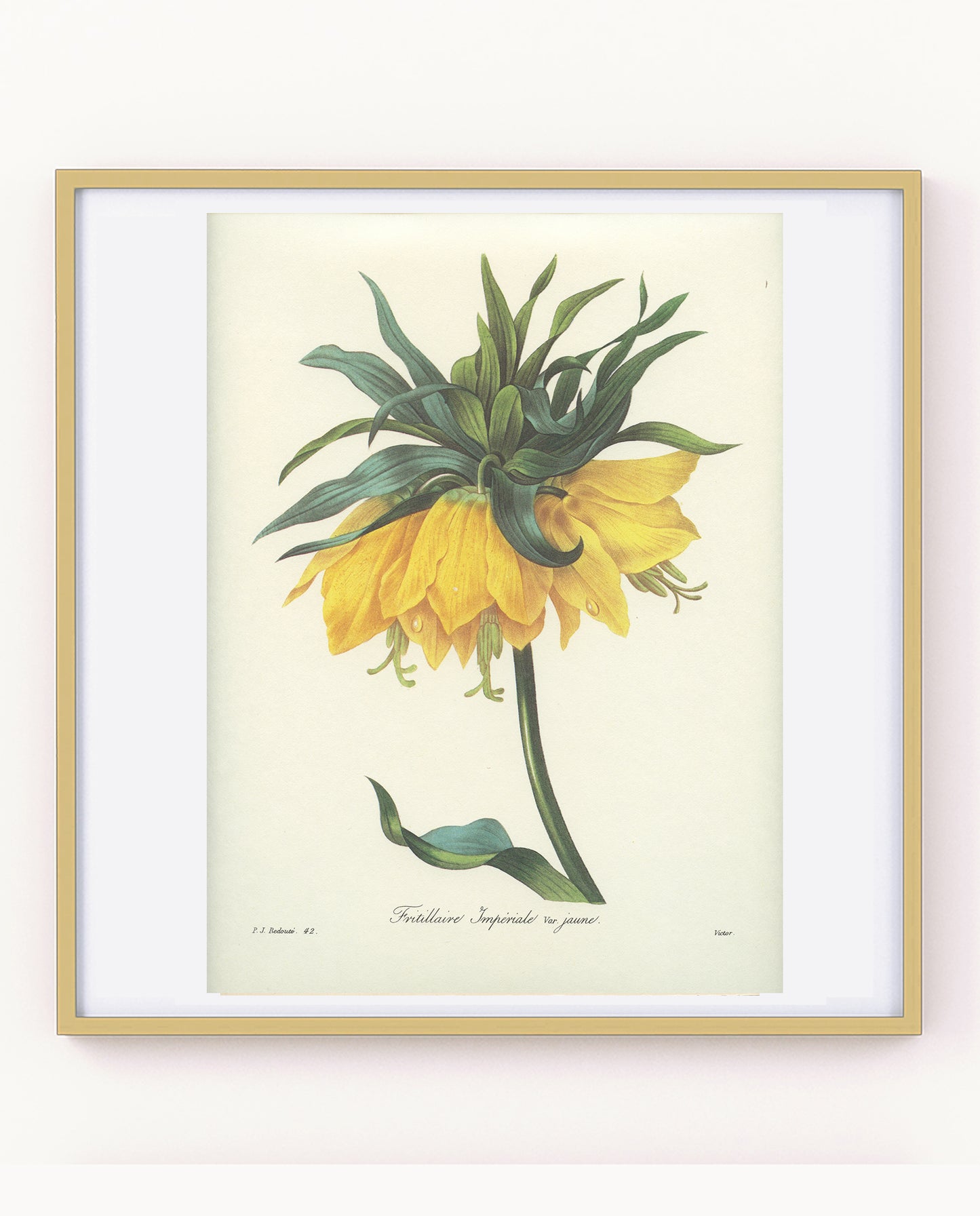 1986 Vintage Yellow Fritillaria Imperialis Botanical Print by Redouté