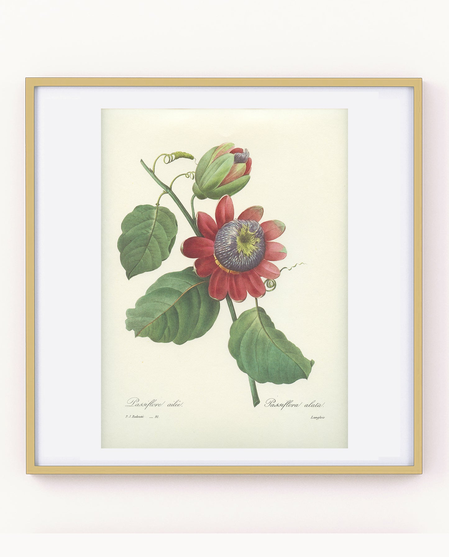 1986 Vintage Passiflora Redouté Botanical Print