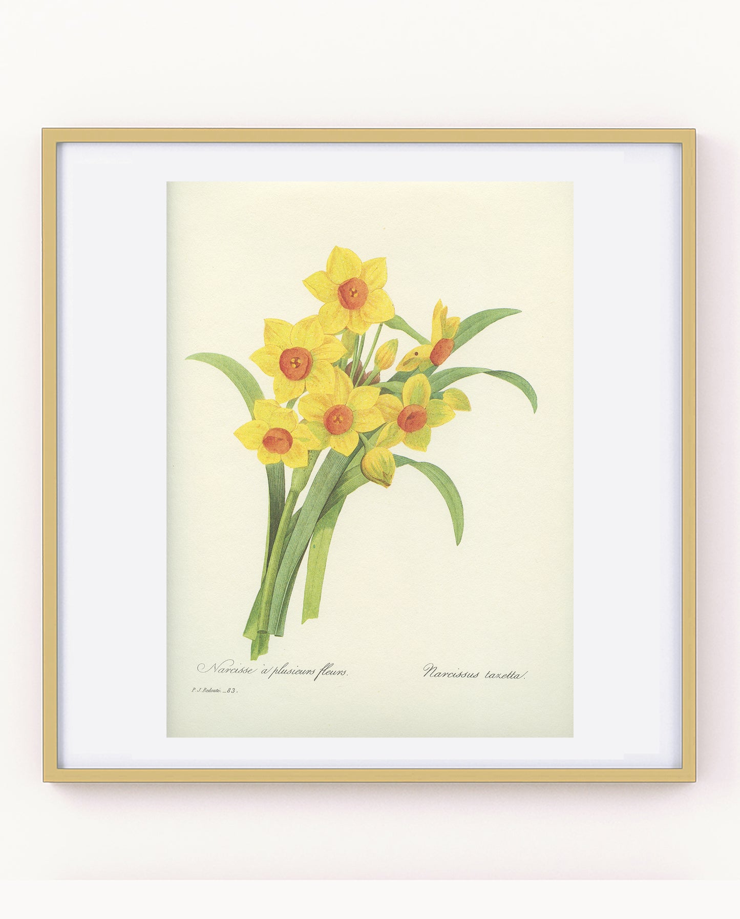 1986 Vintage Yellow Dafffodils Botanical Print by Redouté