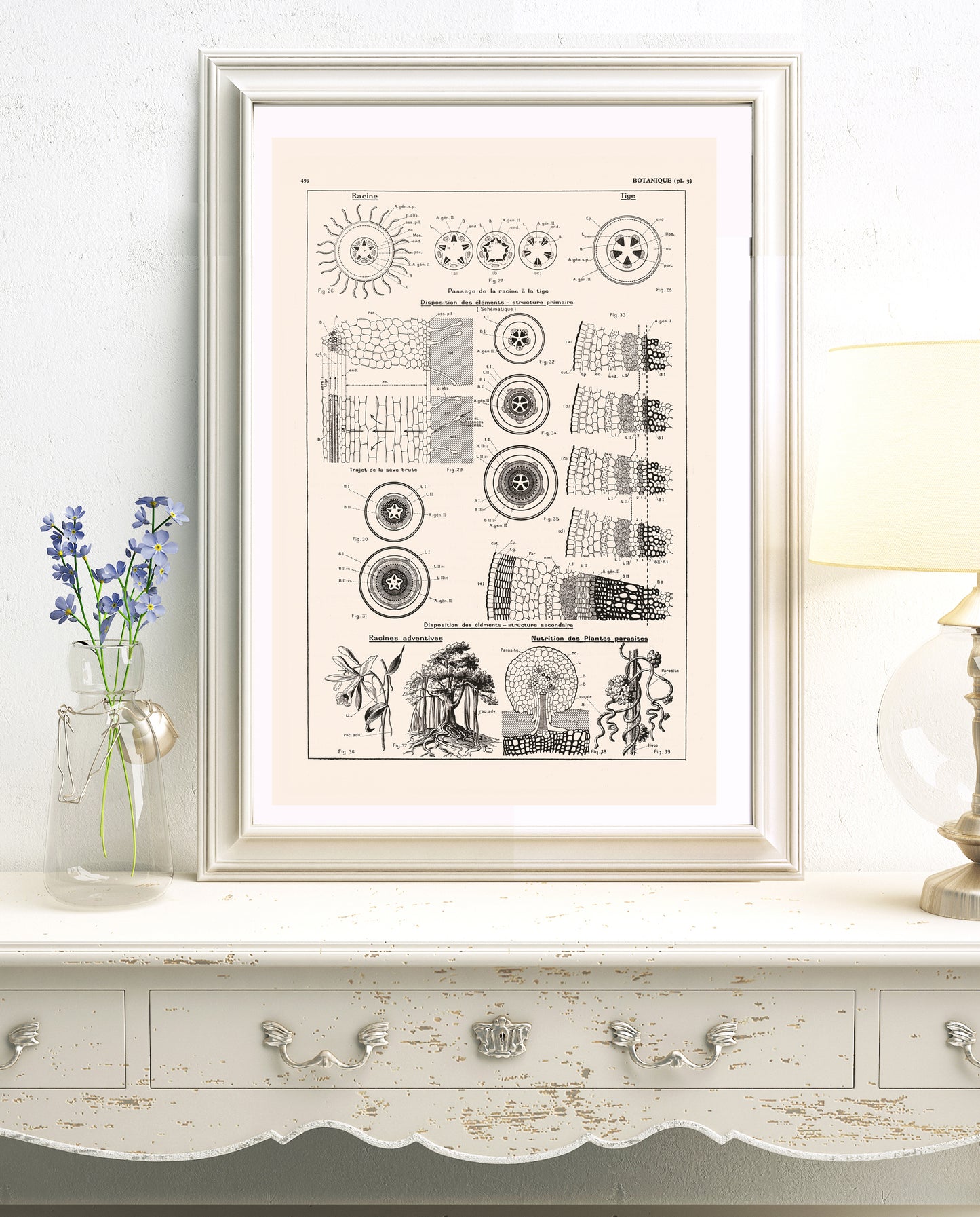 Botanics Roots and stems cell structure botanical poster