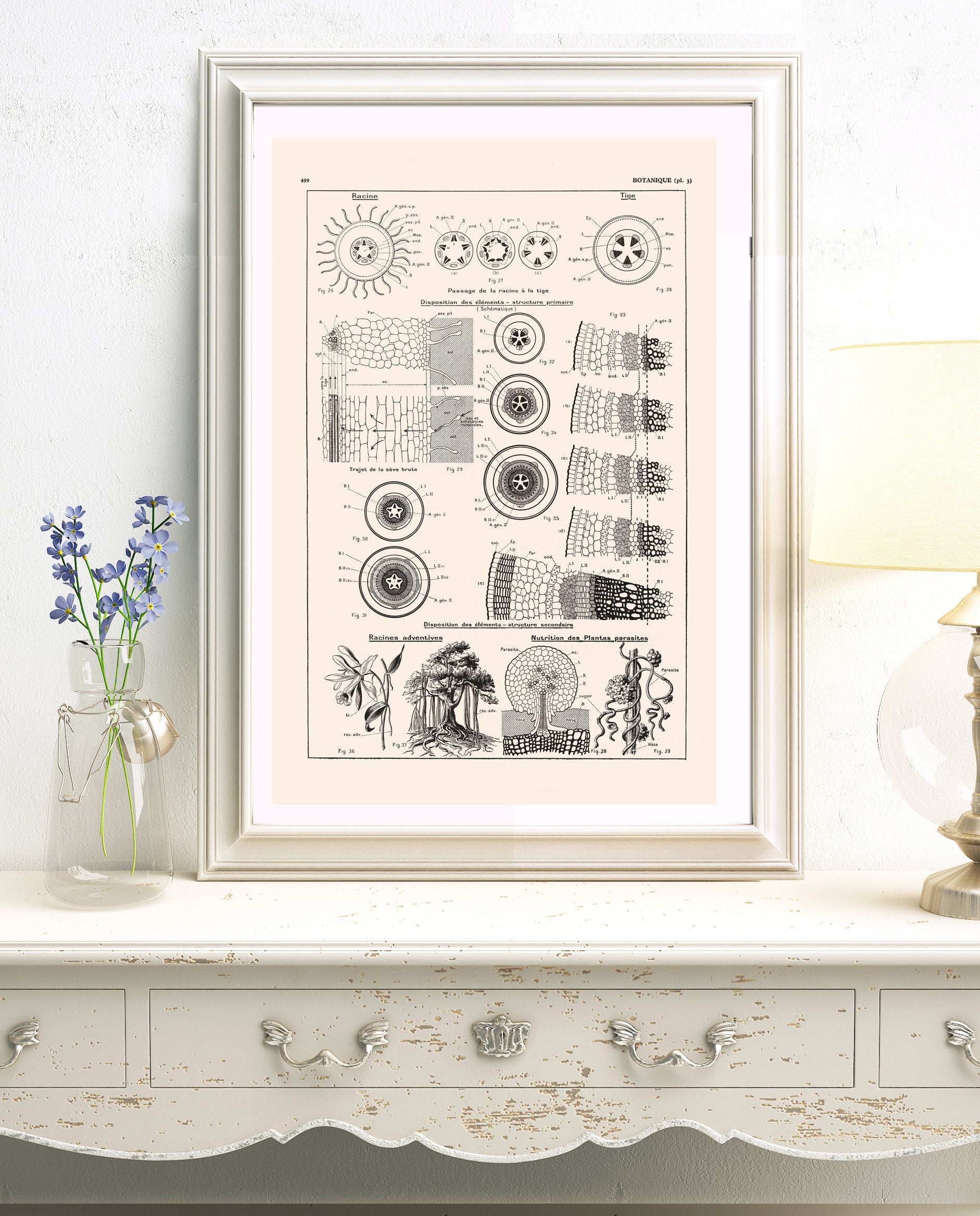 Botanics Roots and stems cell structure botanical poster