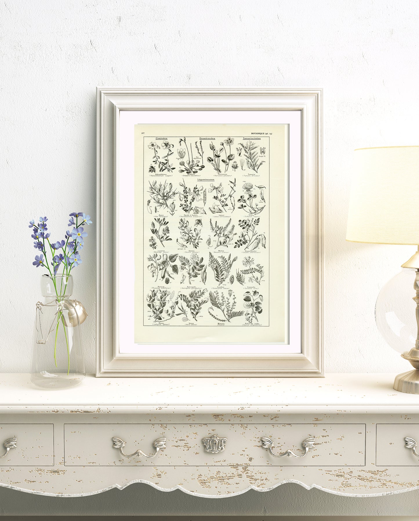 Grande Affiche Botanique de Légumineuses