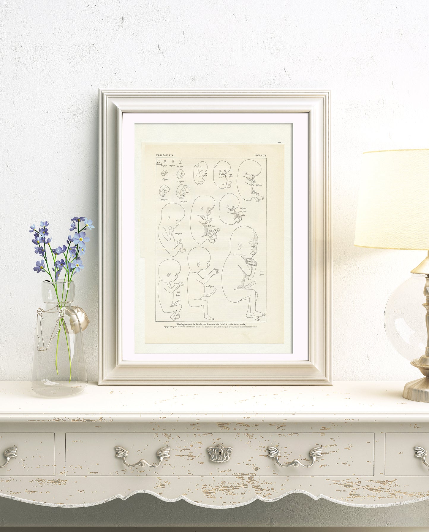 Vintage foetus anatomy poster