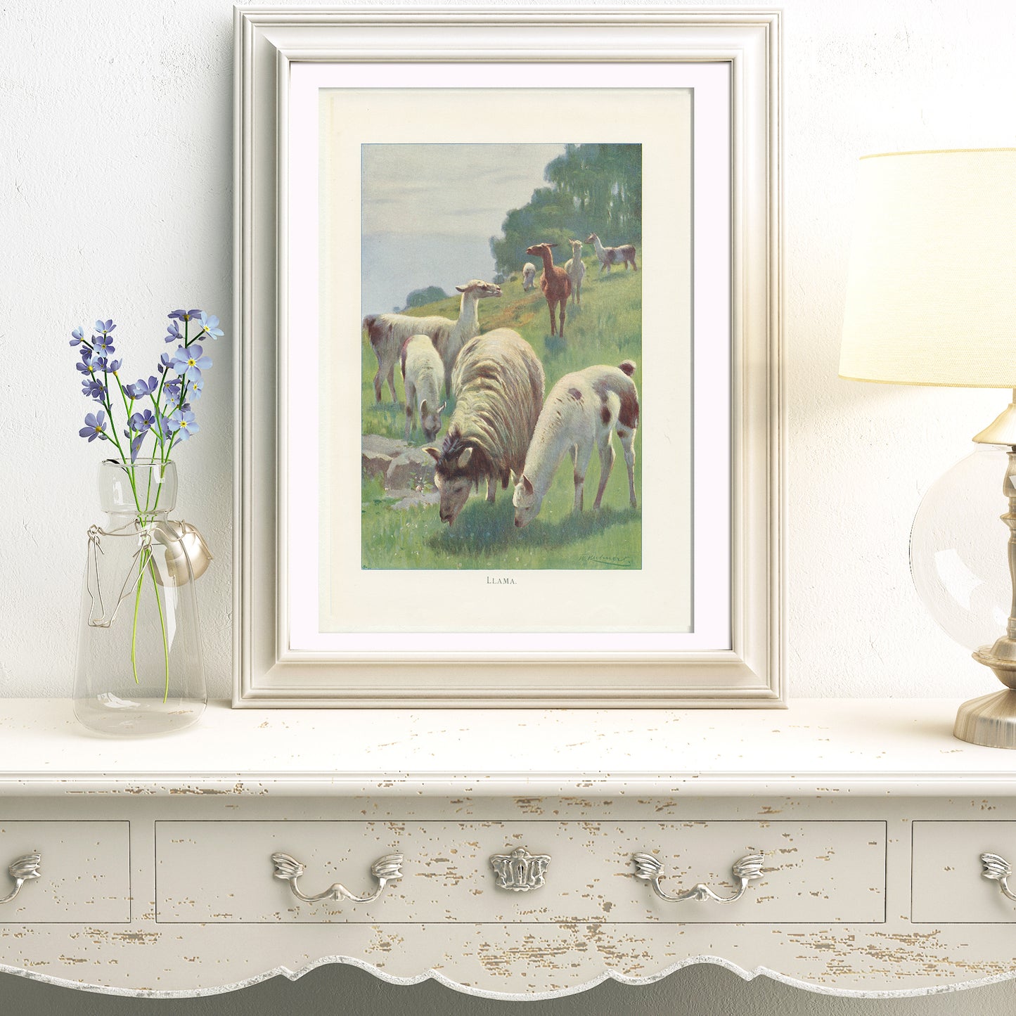 1916 Antique Llama print