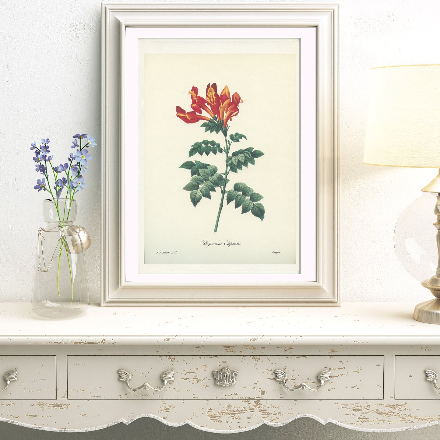 Vintage Redouté Cape Honeysuckle Botanical Print
