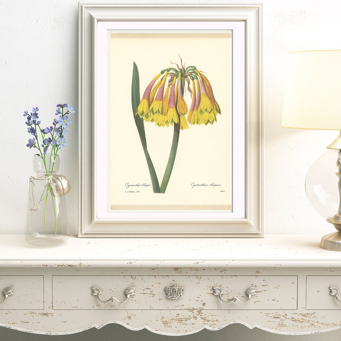 Redouté Cyrtanthus obliquus Knysna lily botanical print