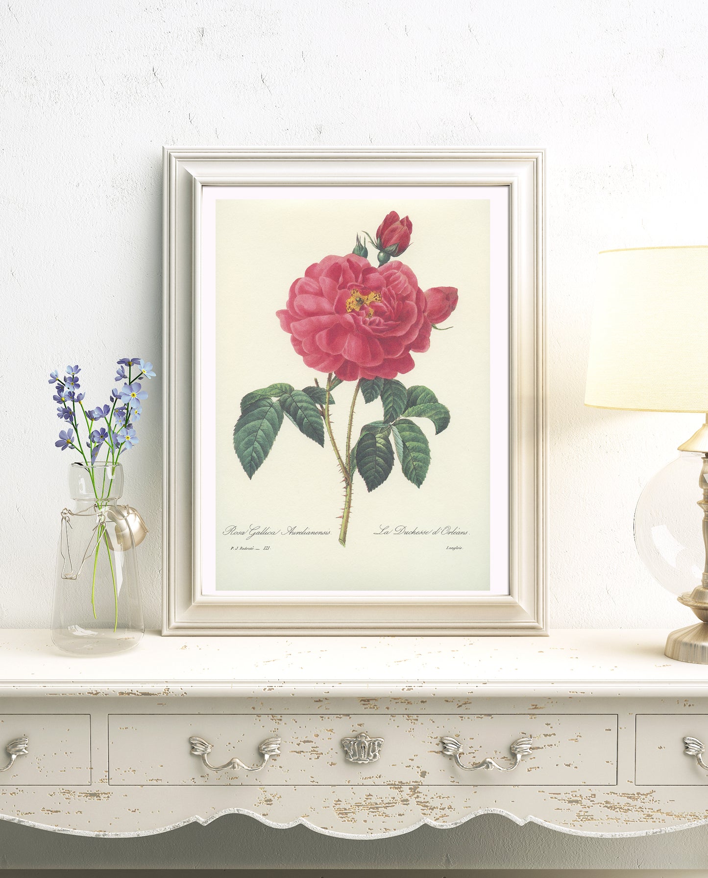 Vintage Redouté Rosa Gallica Botanical Print