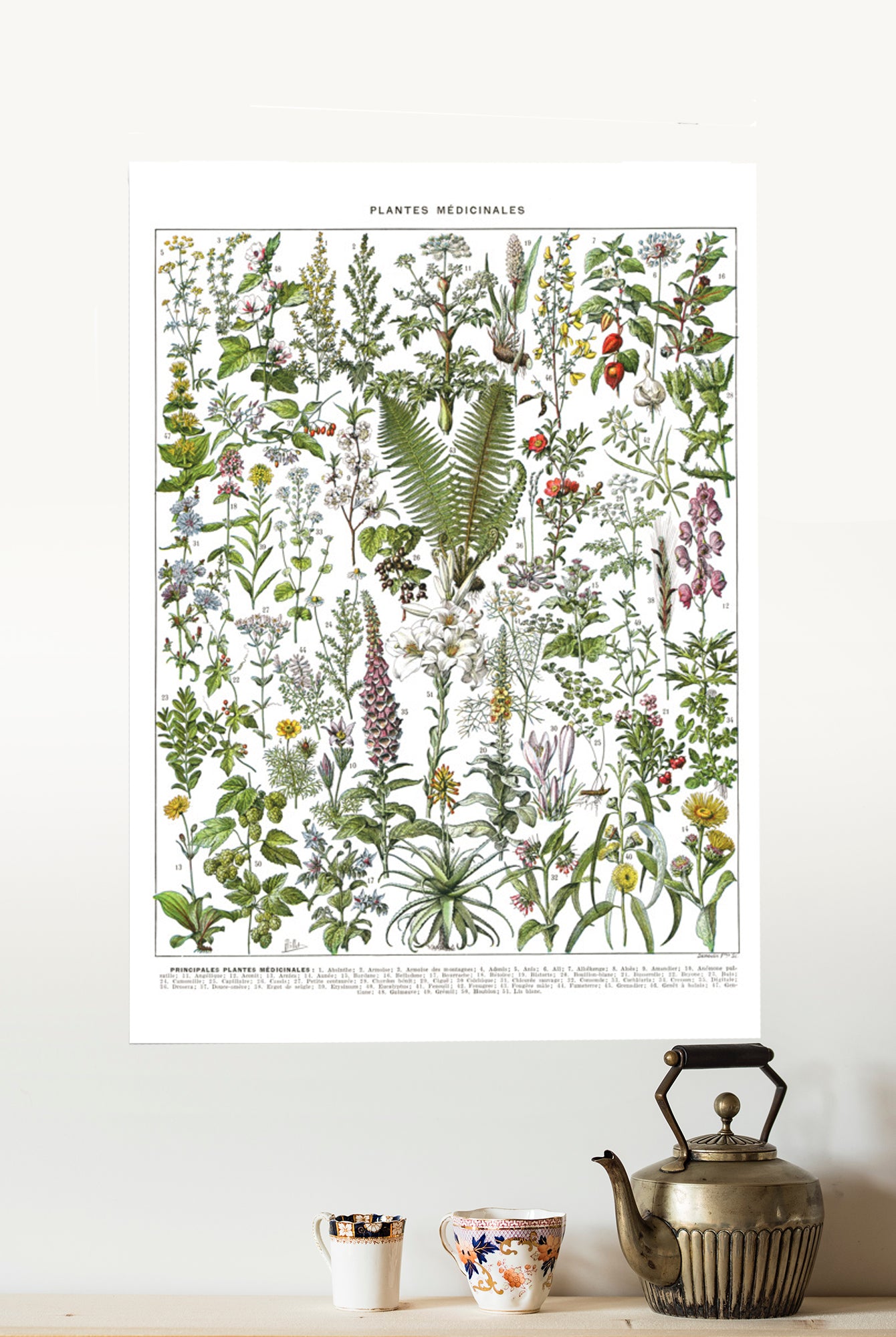 Affiche botanique de plantes médicinales. A à F. Simples