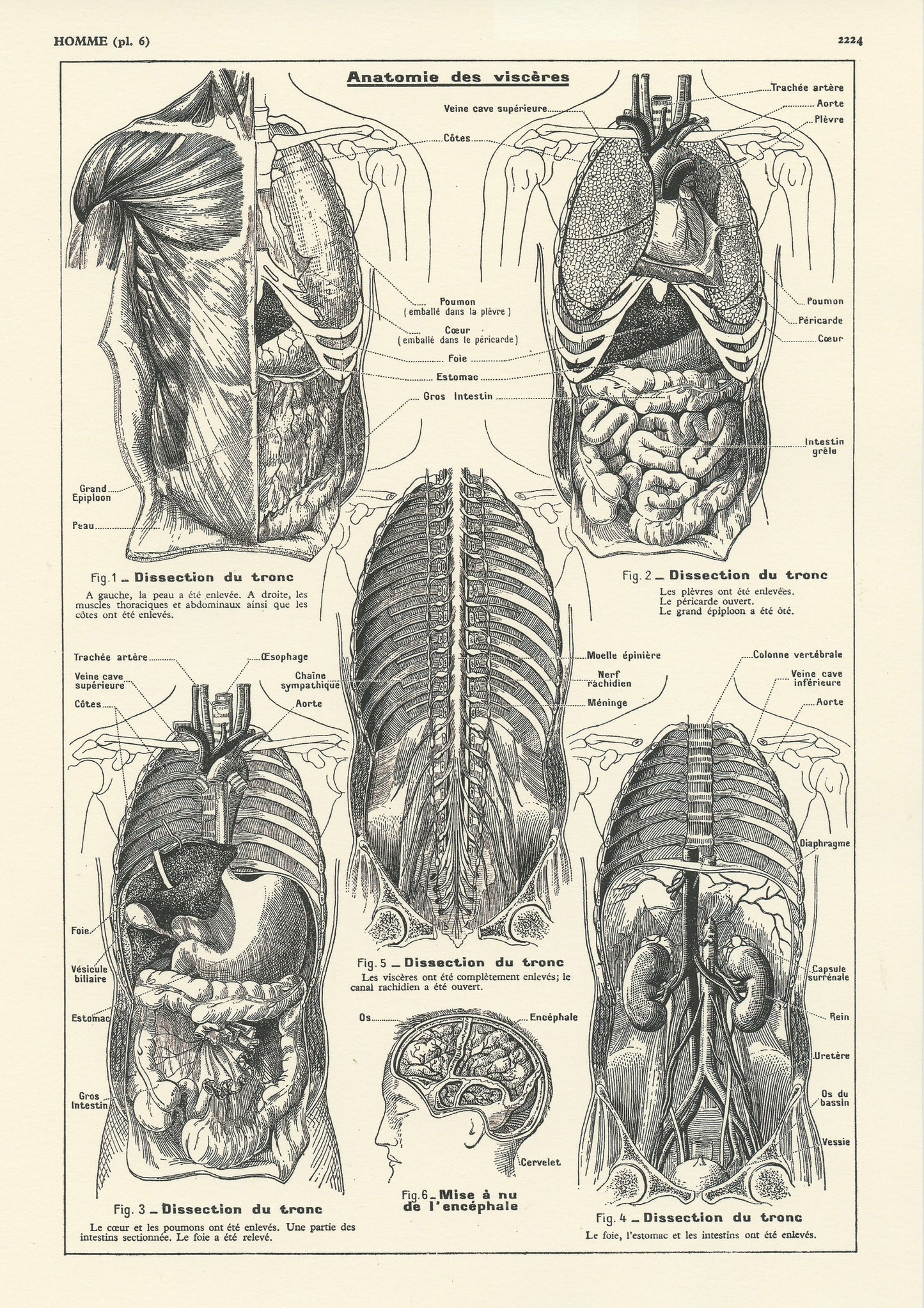 Medical anatomy poster - Viscera / torso