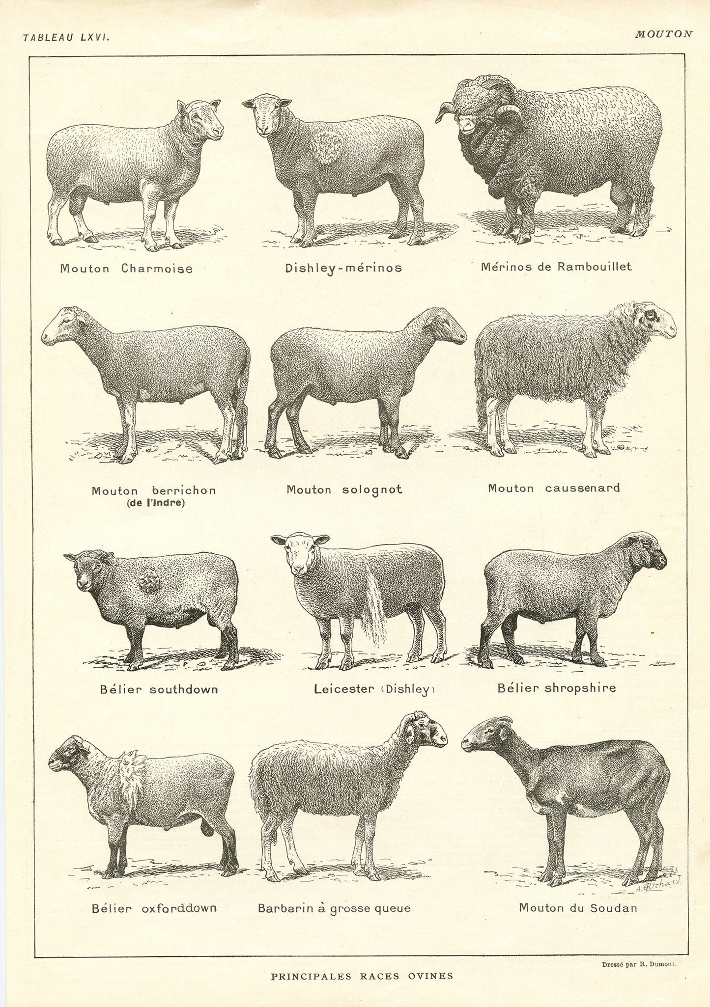 1921 Antique Sheep Breeds Poster