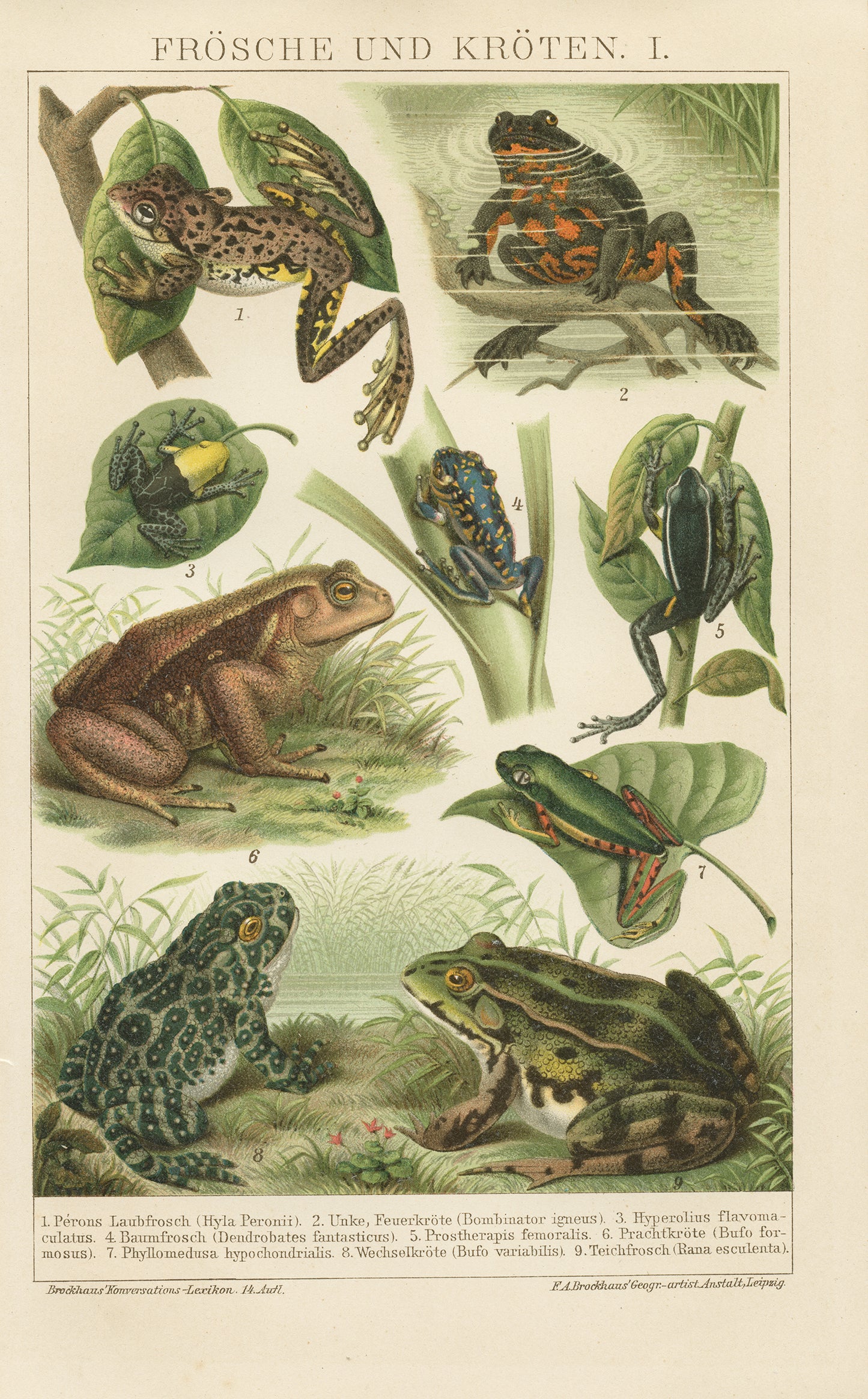 1894 Antique Frogs and Toads Engraving