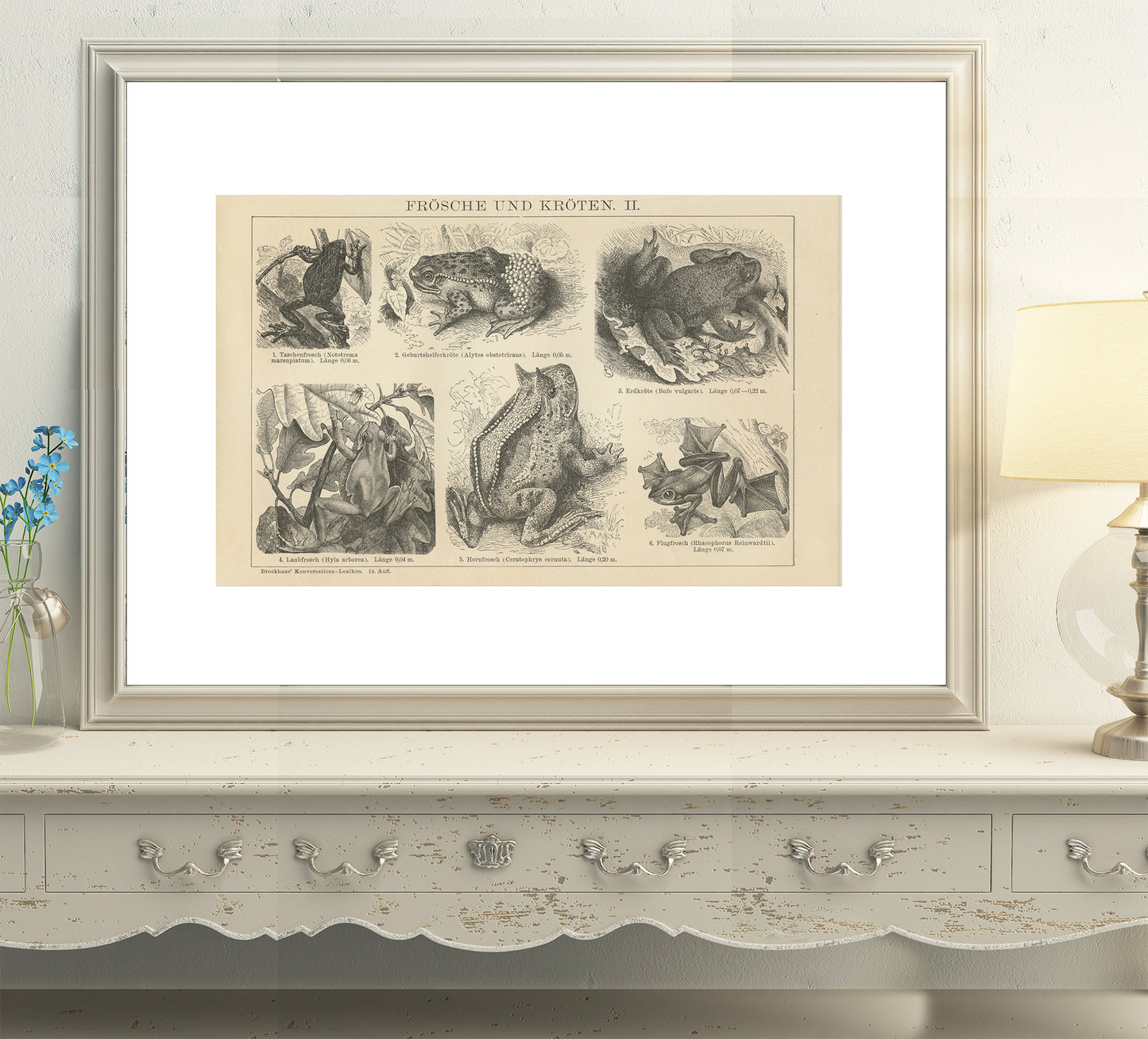 1894 Gravure de Grenouilles et Crapauds en Allemand - Noir et Blanc