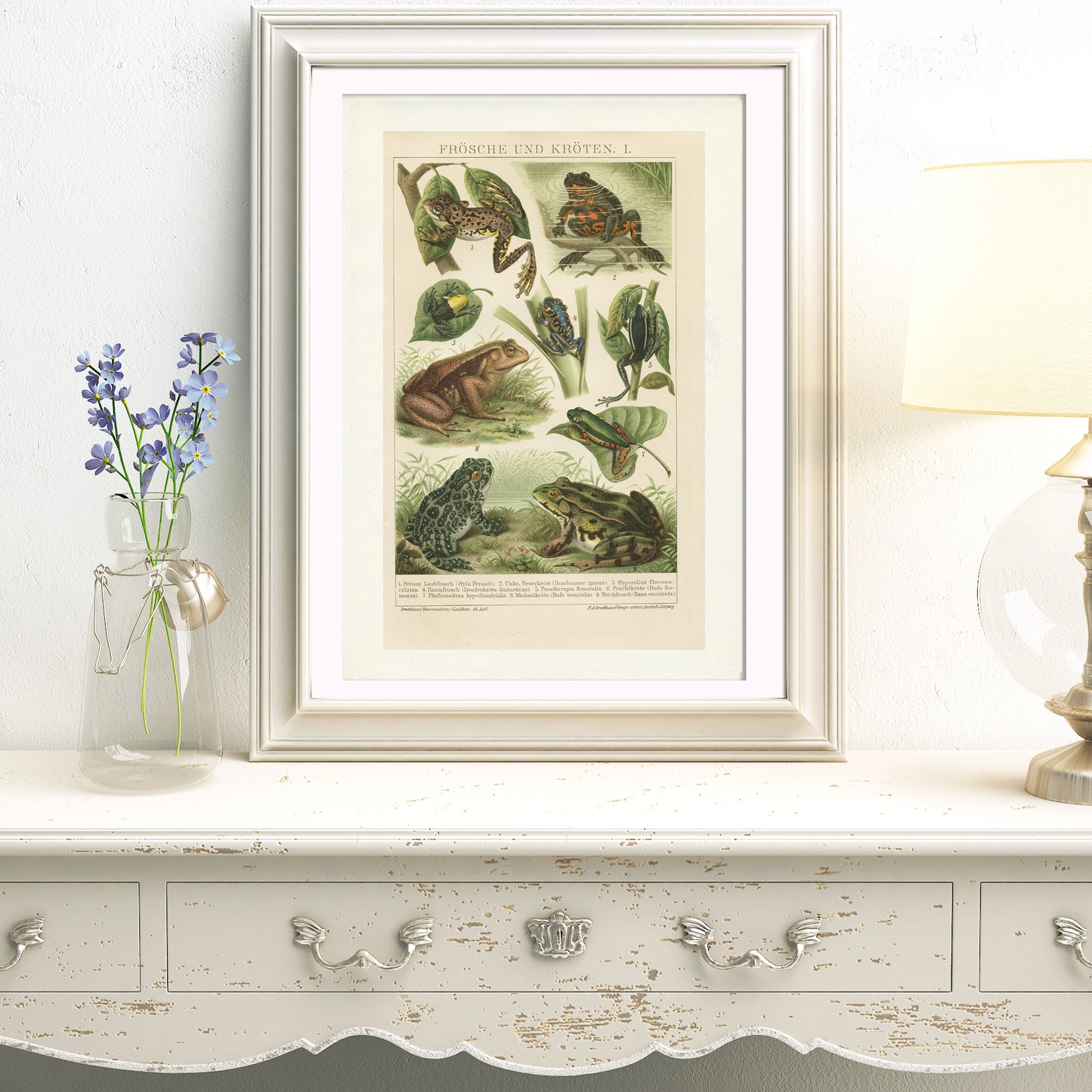 1894 Antique Frogs and Toads Engraving