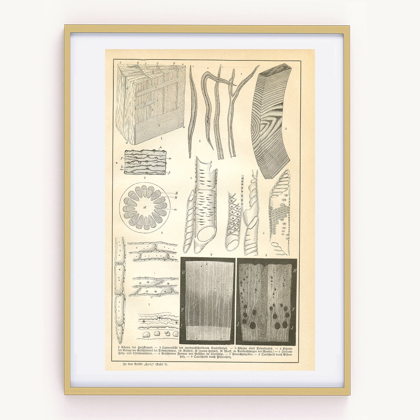 1890 Antique Wood Structure Print in German