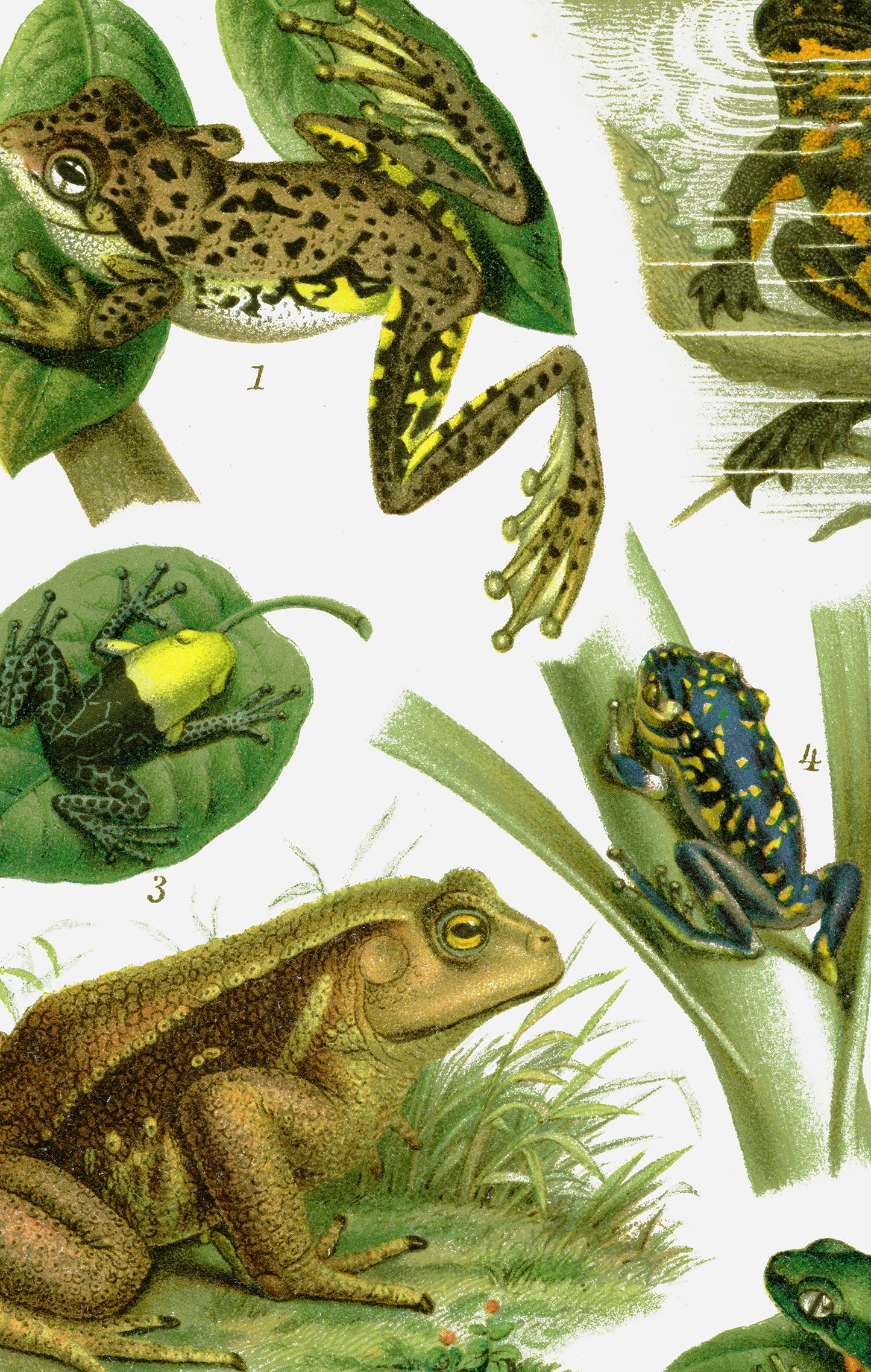 Large Frogs & Toads Poster