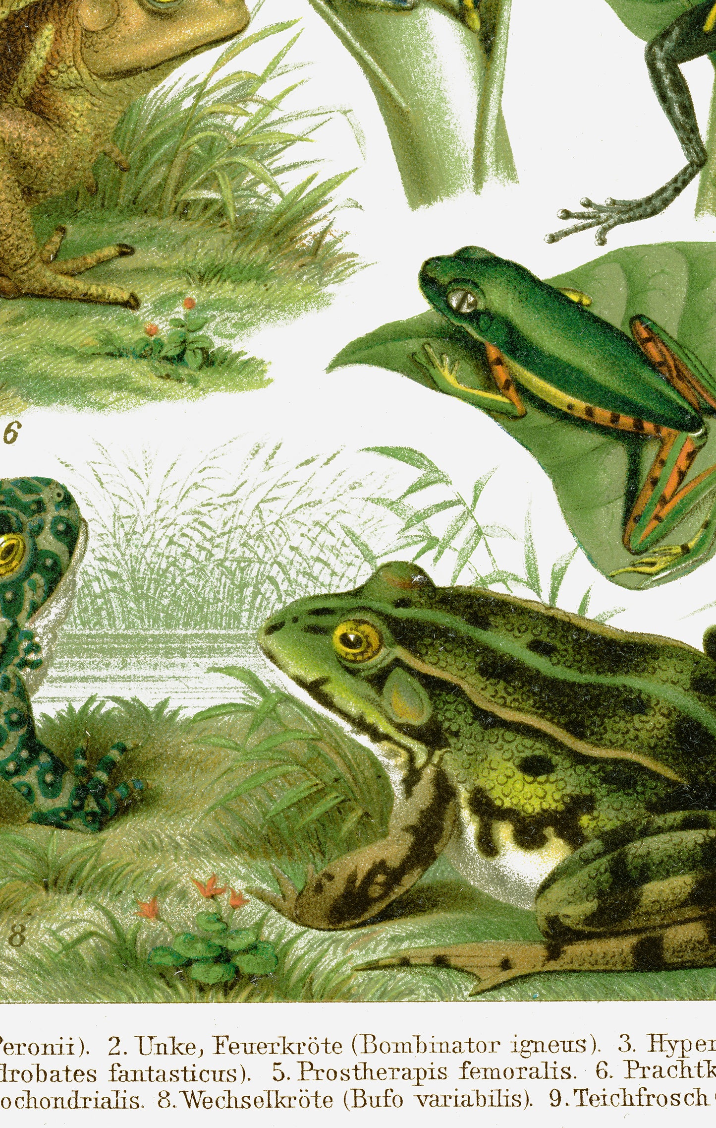 Large Frogs & Toads Poster