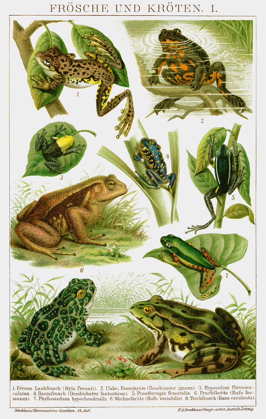 Large Frogs & Toads Poster