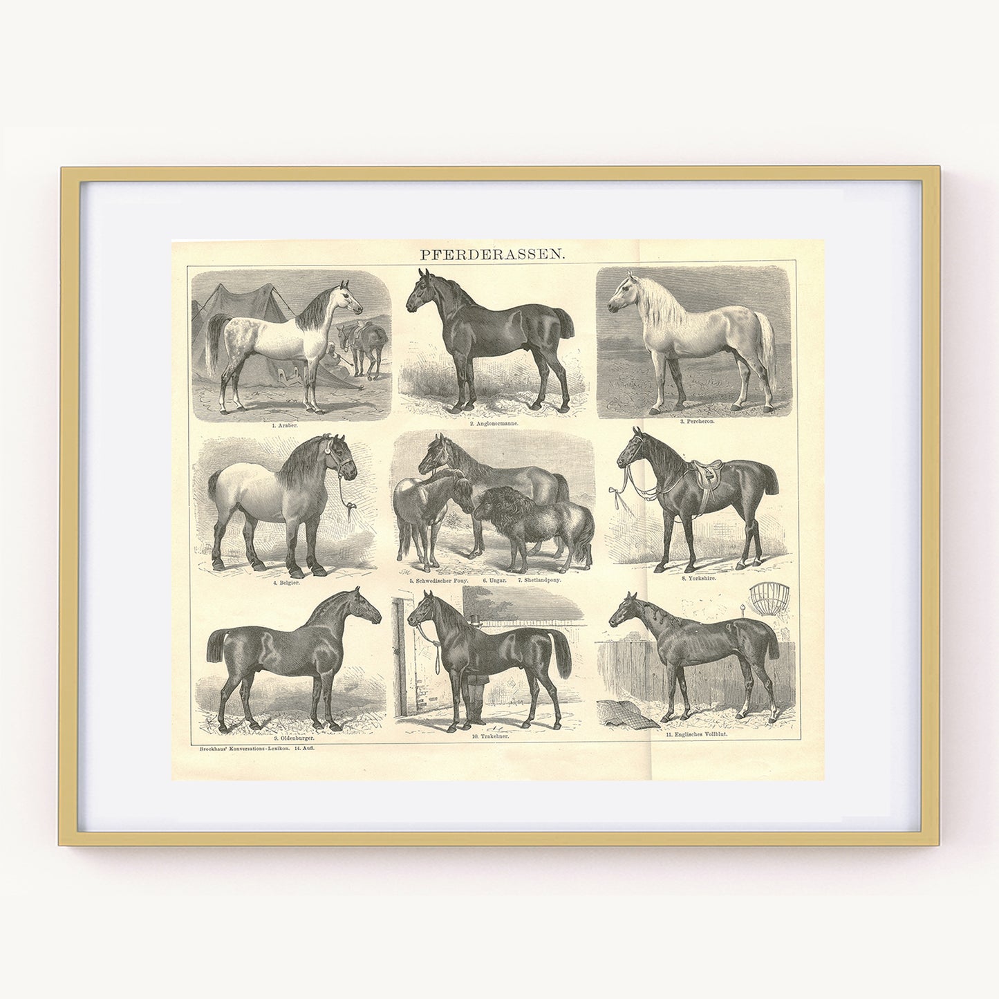 1894 Antique German horse breeds engraving