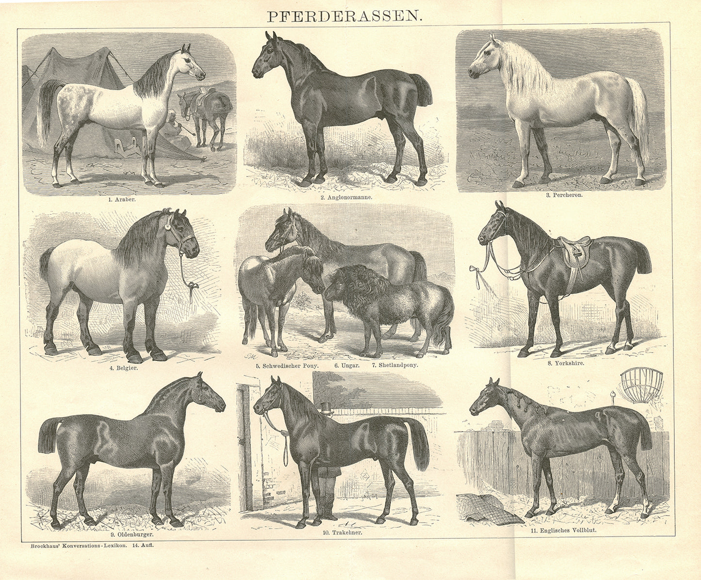 1894 Antique German horse breeds engraving