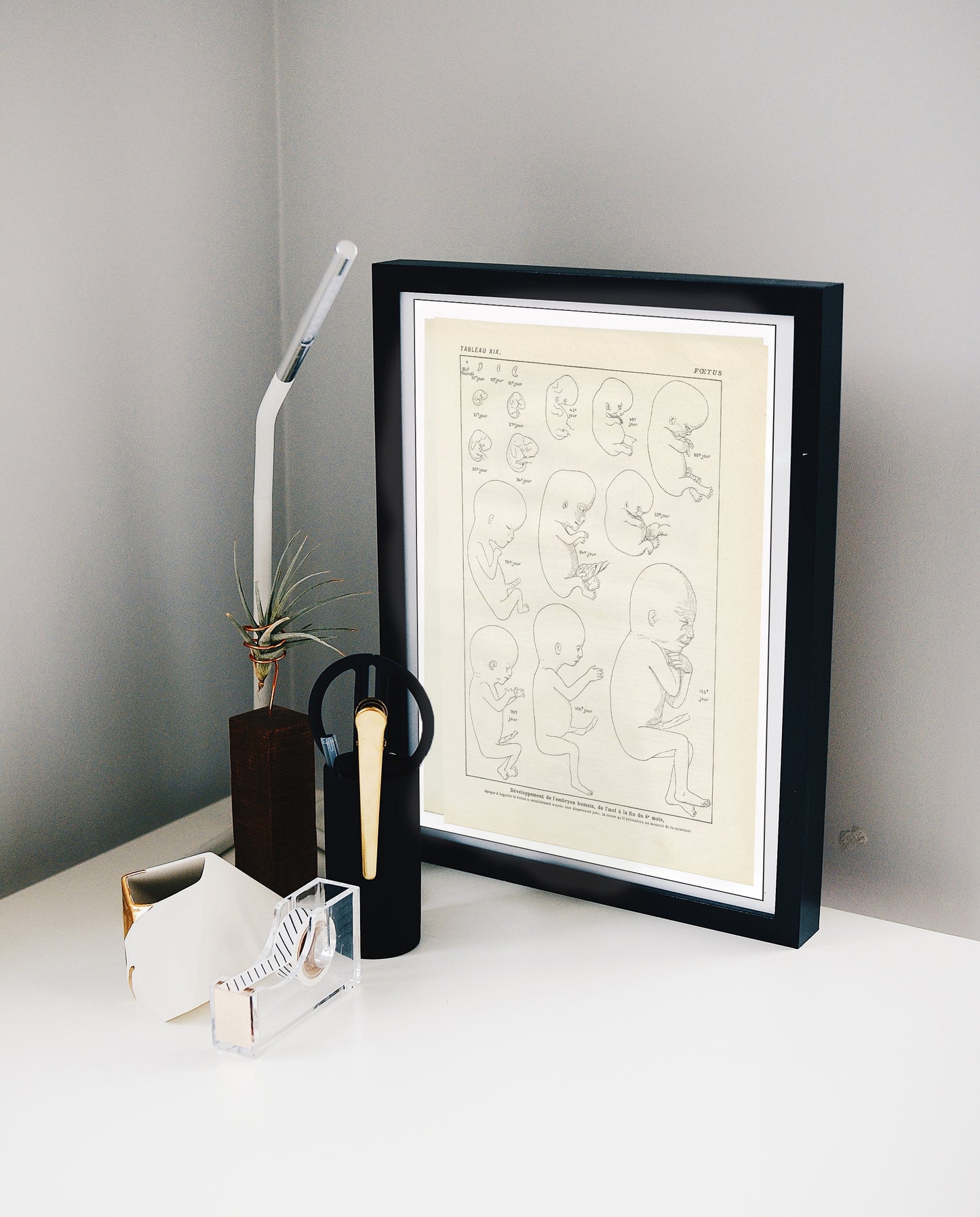 Vintage foetus anatomy poster