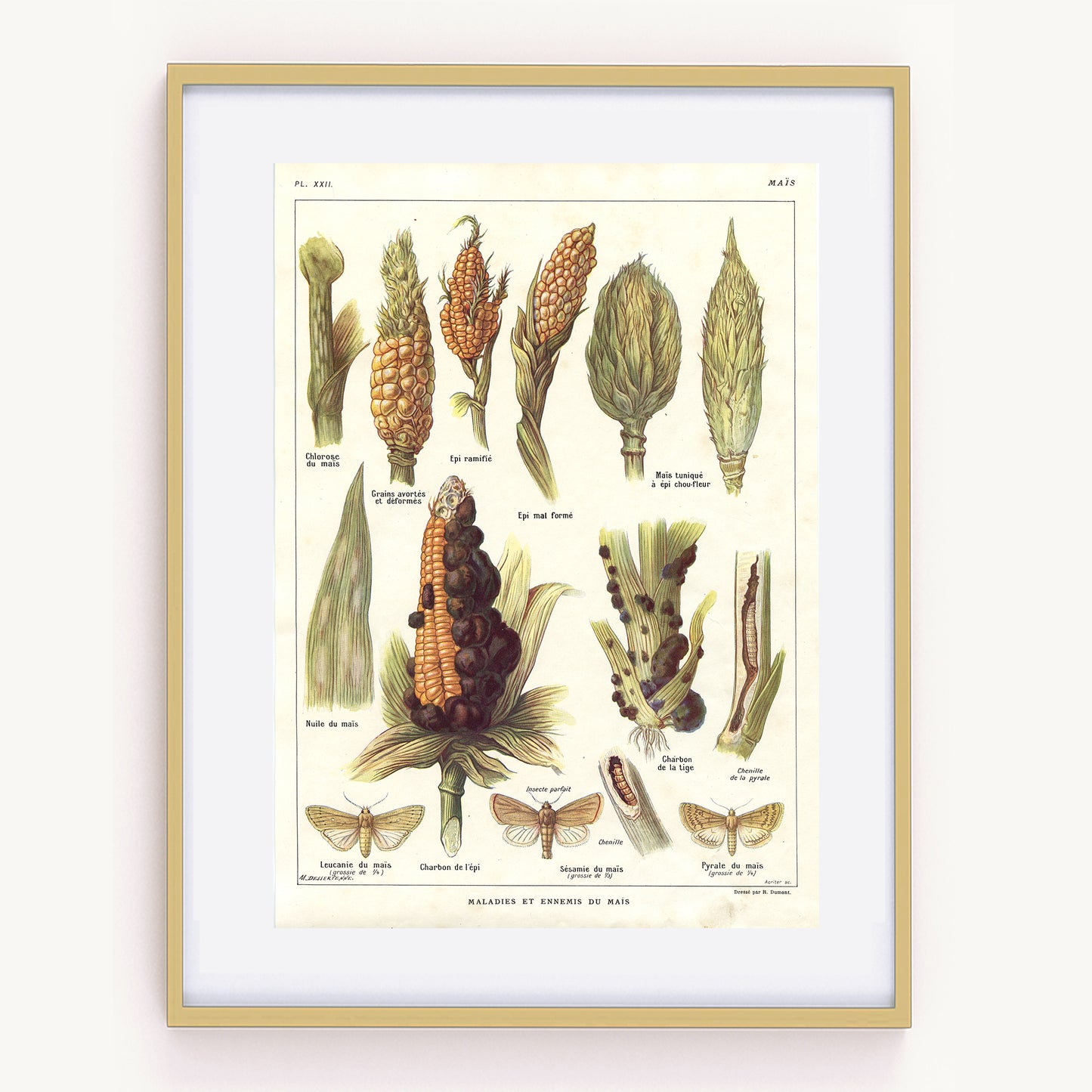 1921 Antique Corn Vegetable poster. Pests & Diseases.