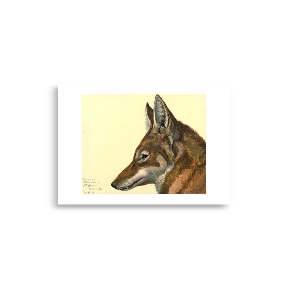 Ethiopian Wolf Poster by Louis Agassiz Fuertes